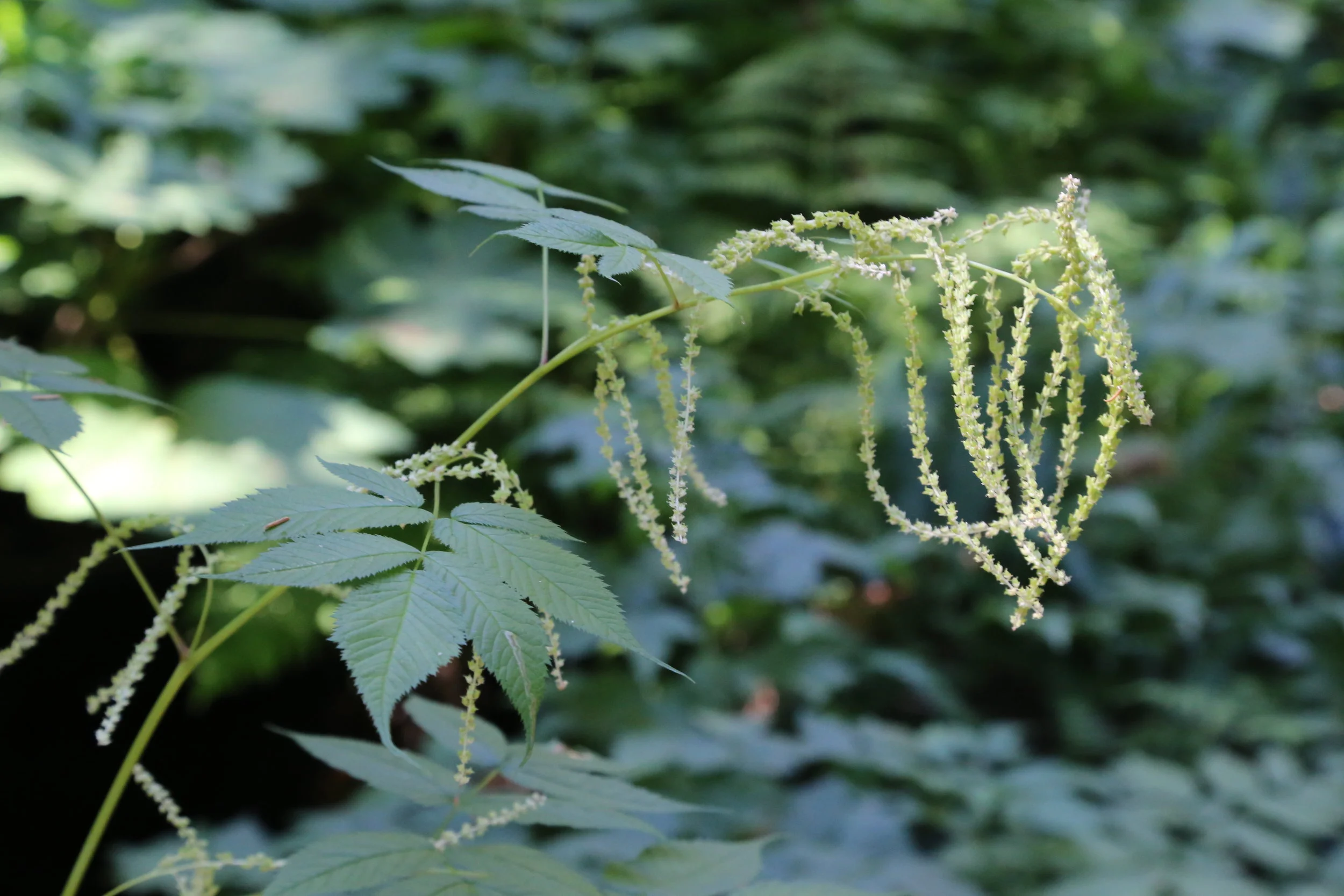 An afternoon at Denny Creek