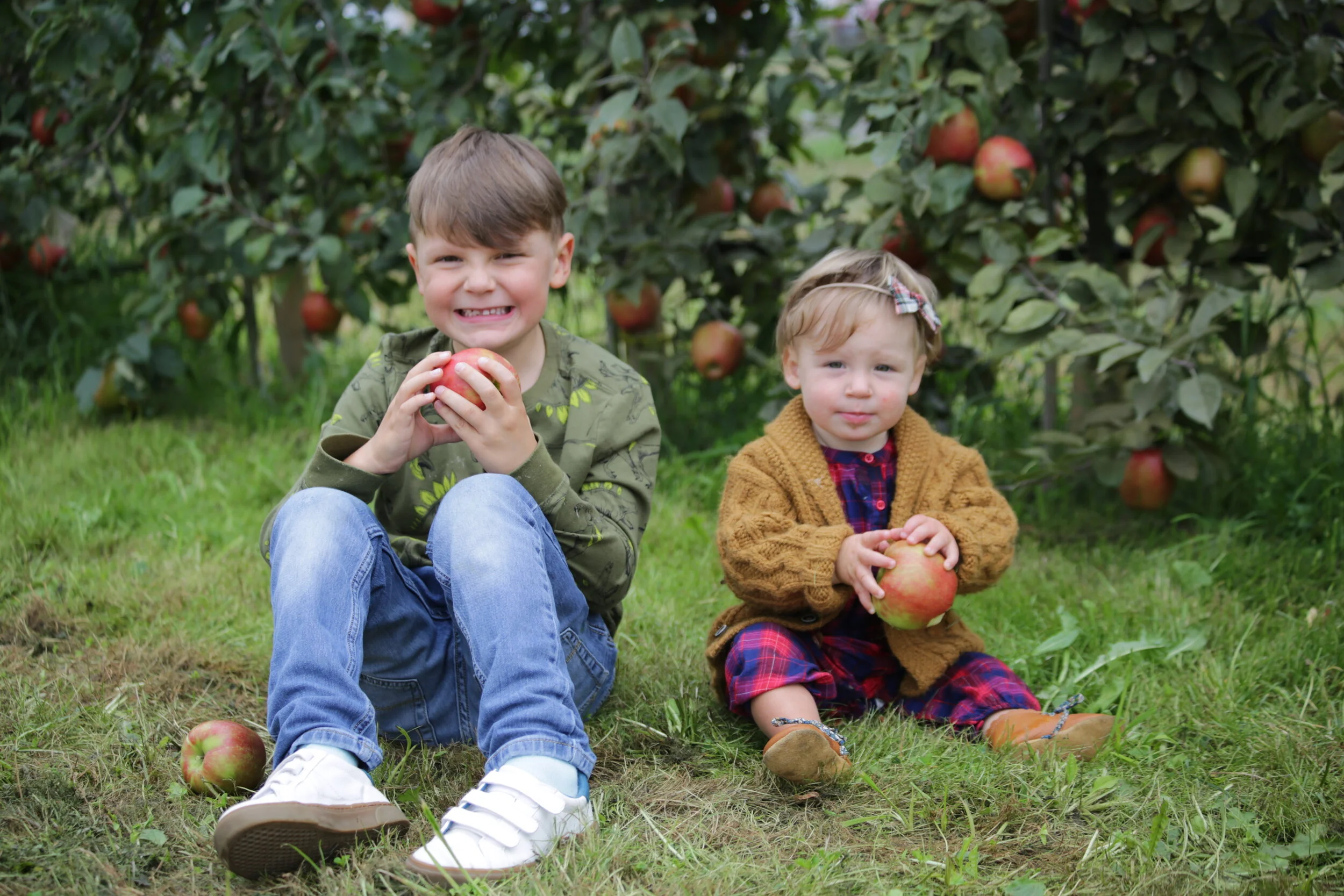 Apple Picking at Swans Trail Farm