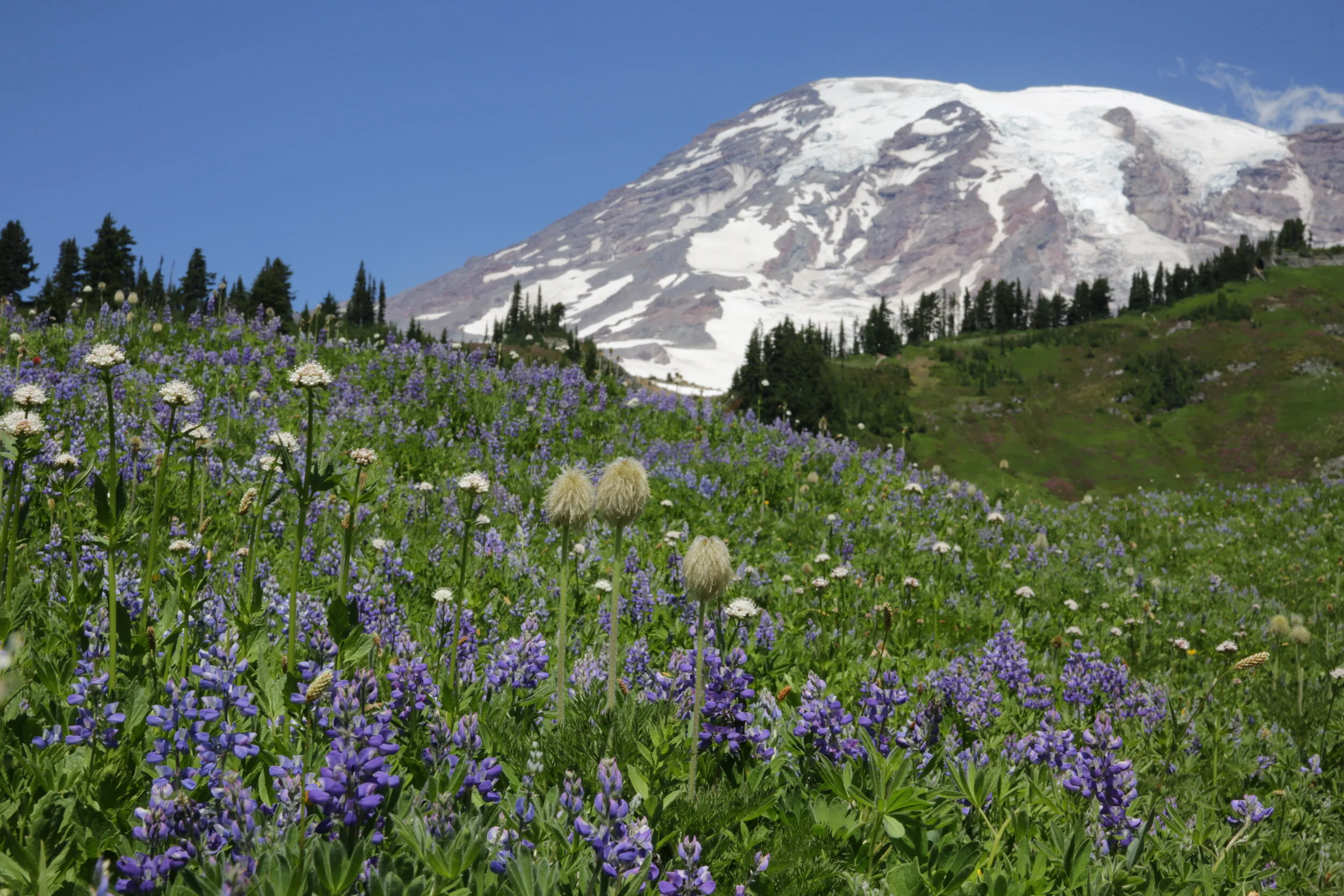 Wildflowers at Mount Rainier 