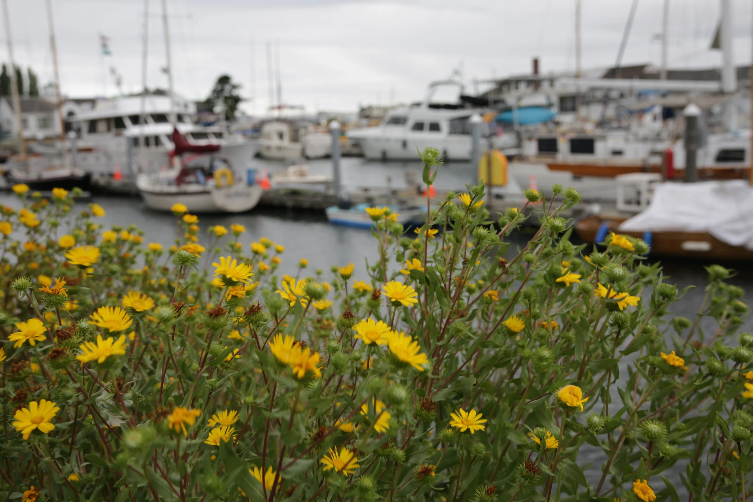 A day trip to Port Townsend 