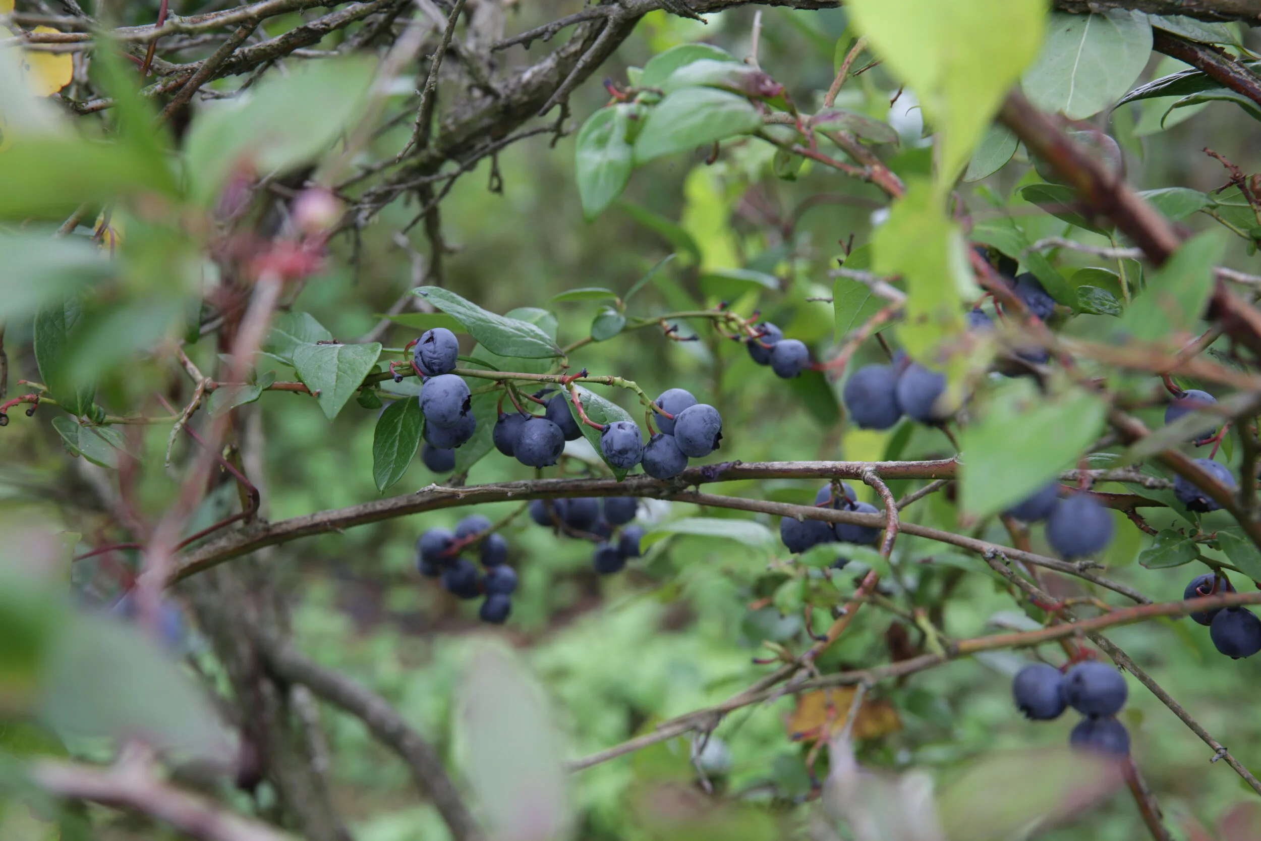 Henna Blueberry Farm