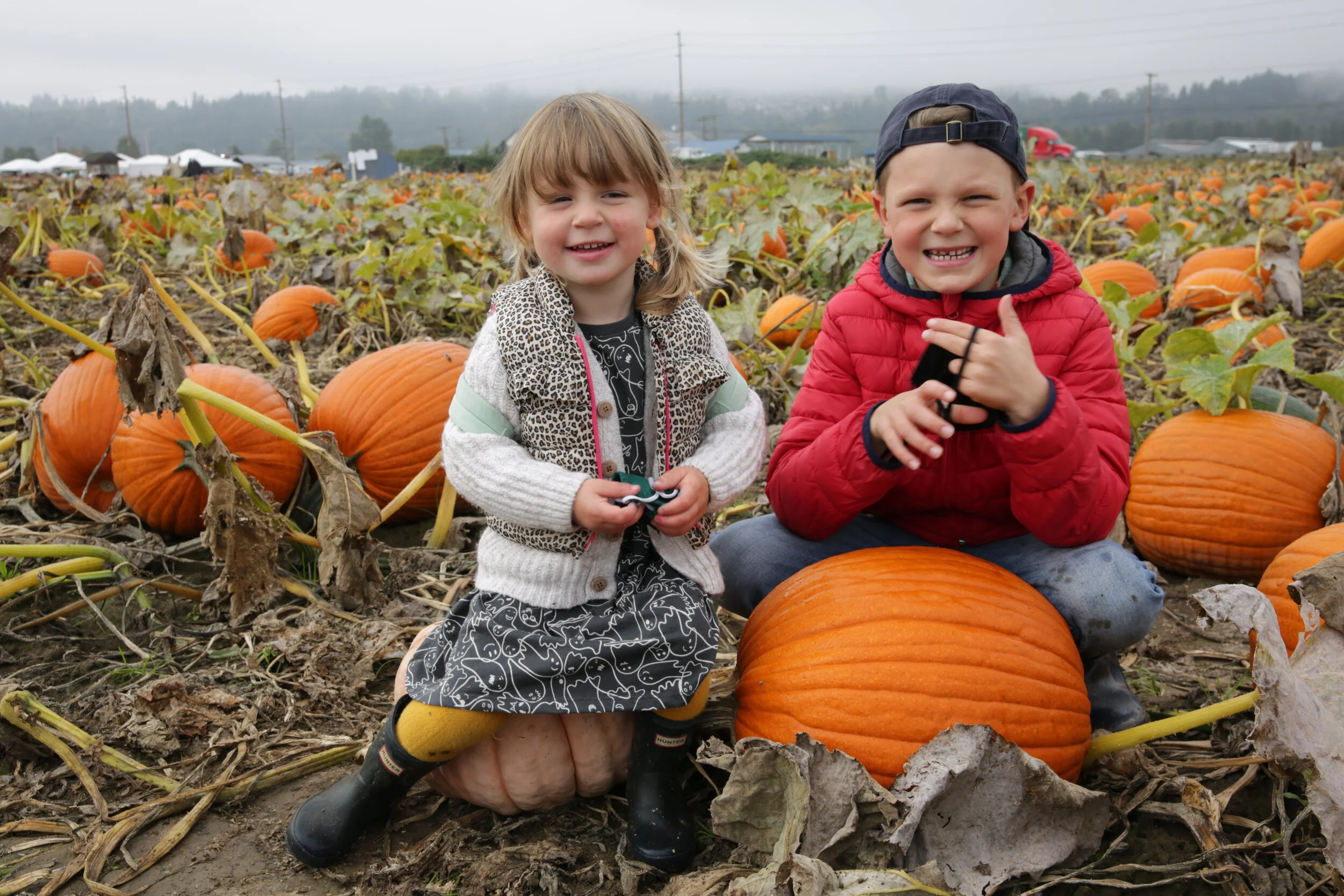 Carpinito Brothers Pumpkin Patch 