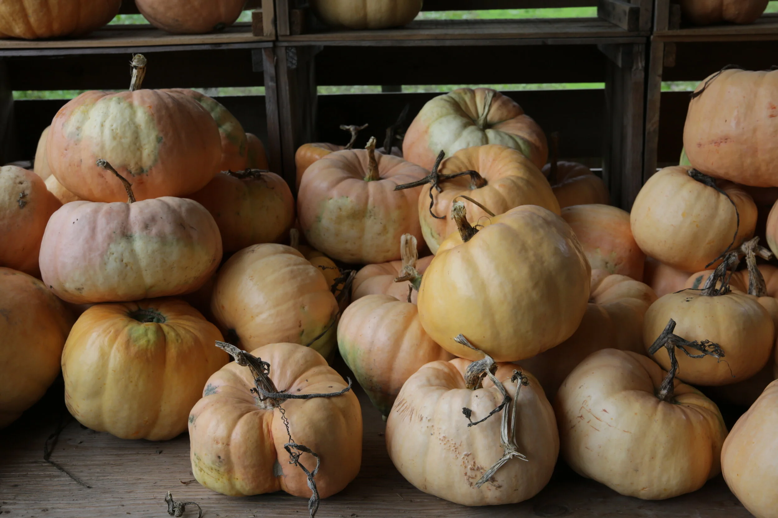 Pumpkins at Gordon Skagit
