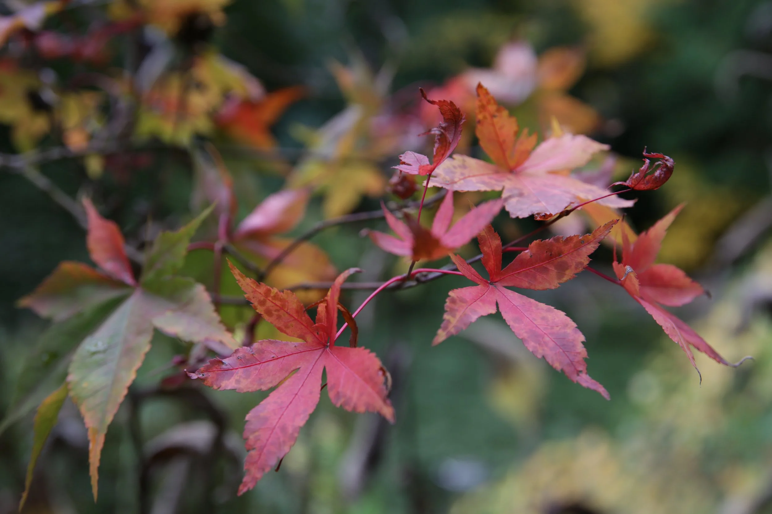 Autumn at the Arboretum 