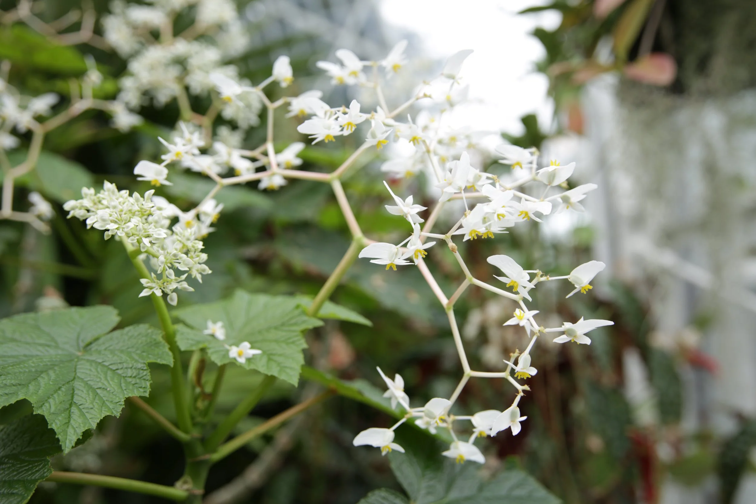 W.W. Seymour Conservatory