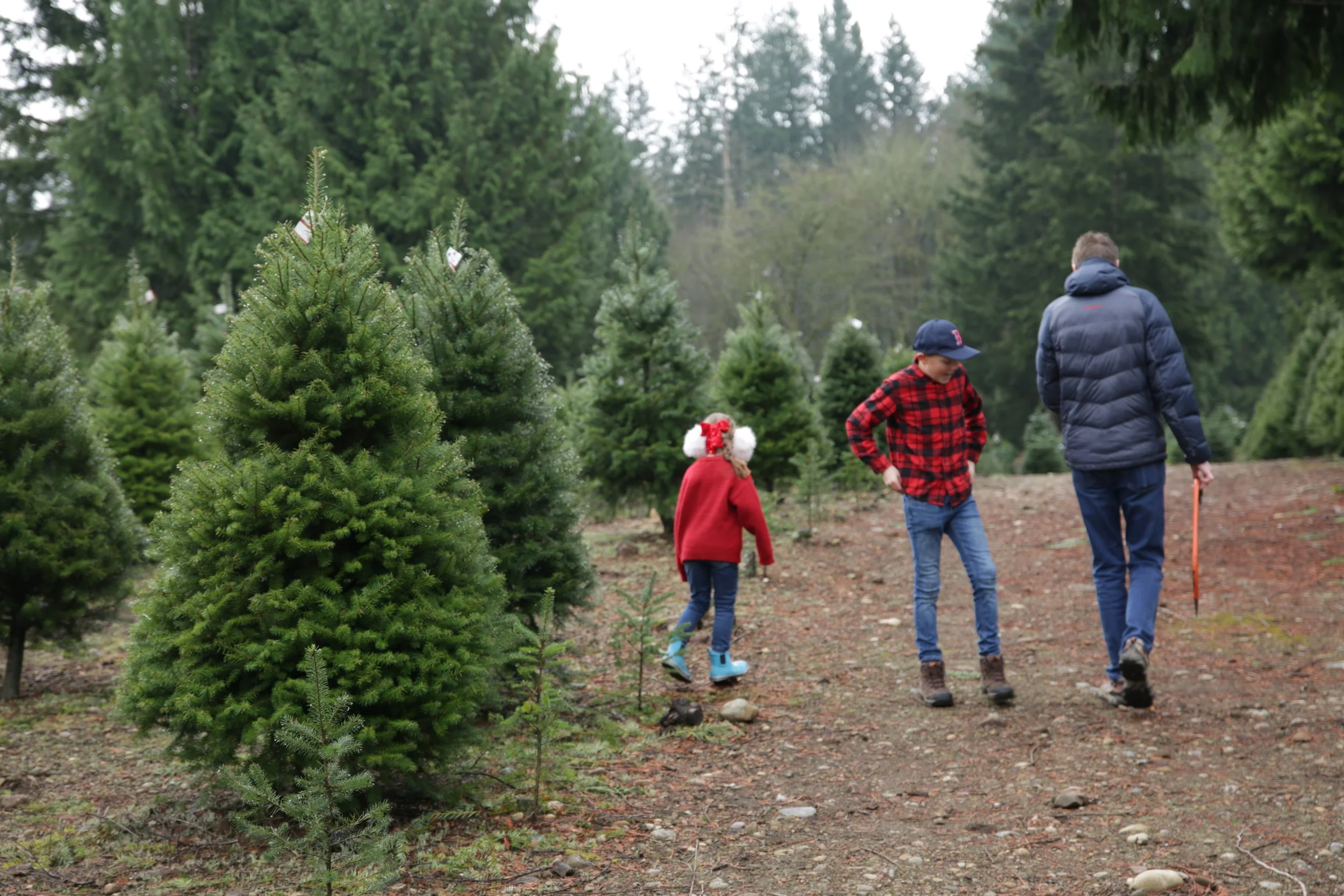 Trinity Tree Farm 2024