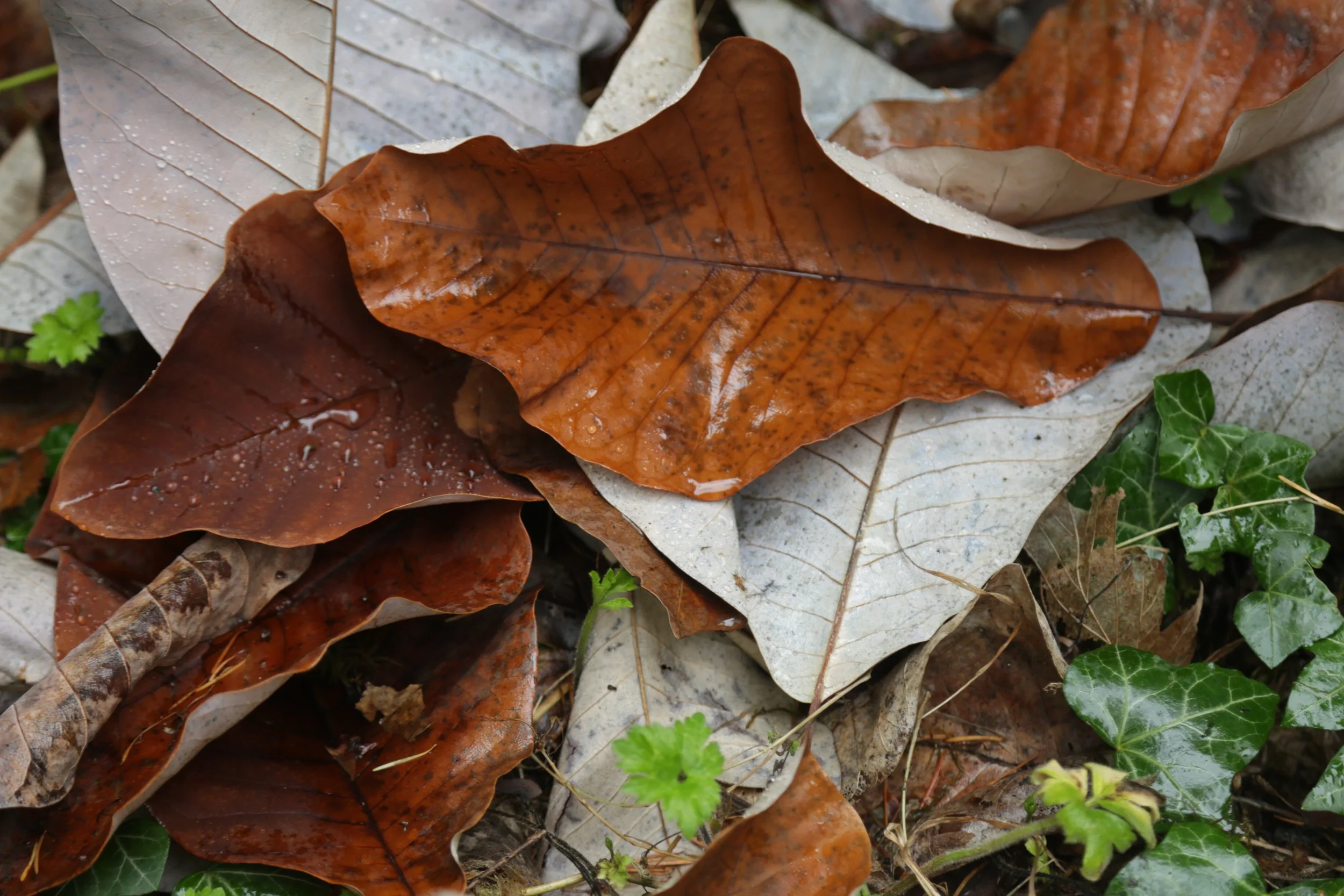 Washington Arboretum in the Fall