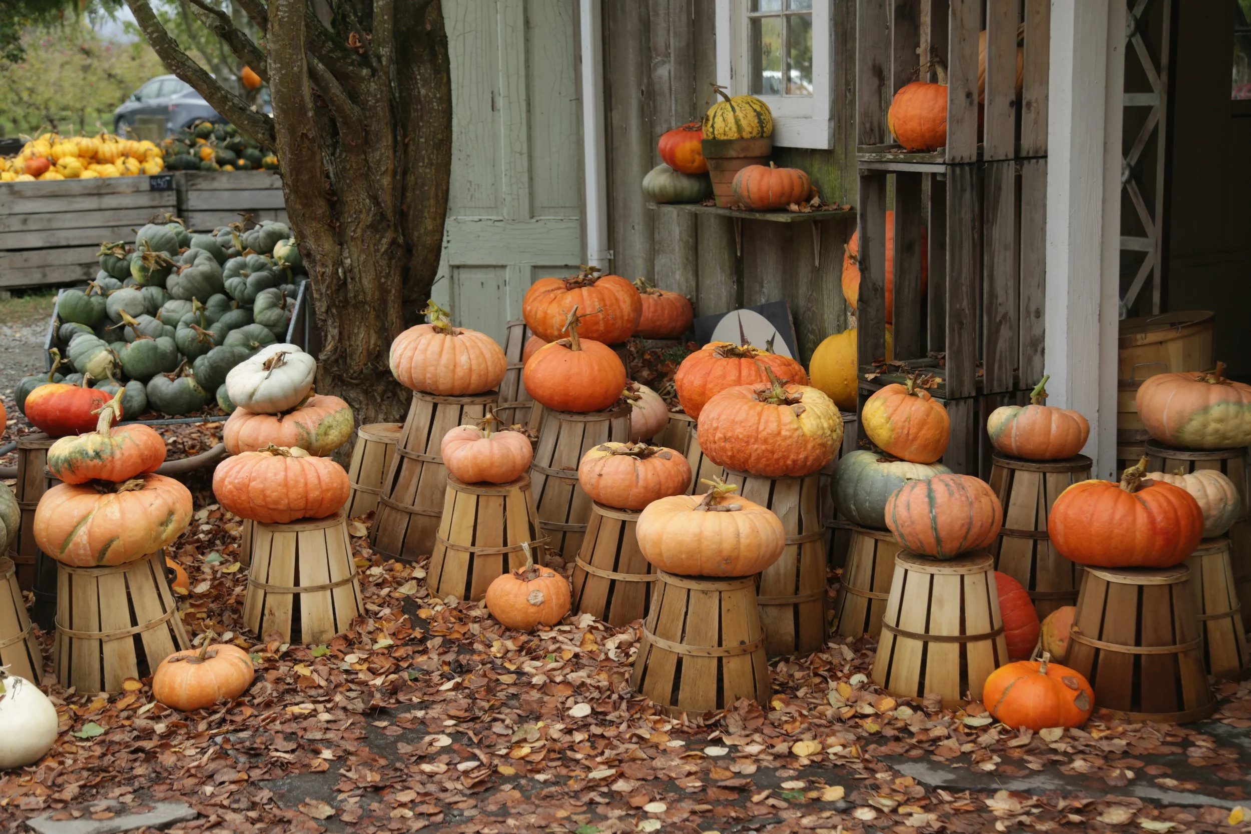 Gordon Skagit Farms 