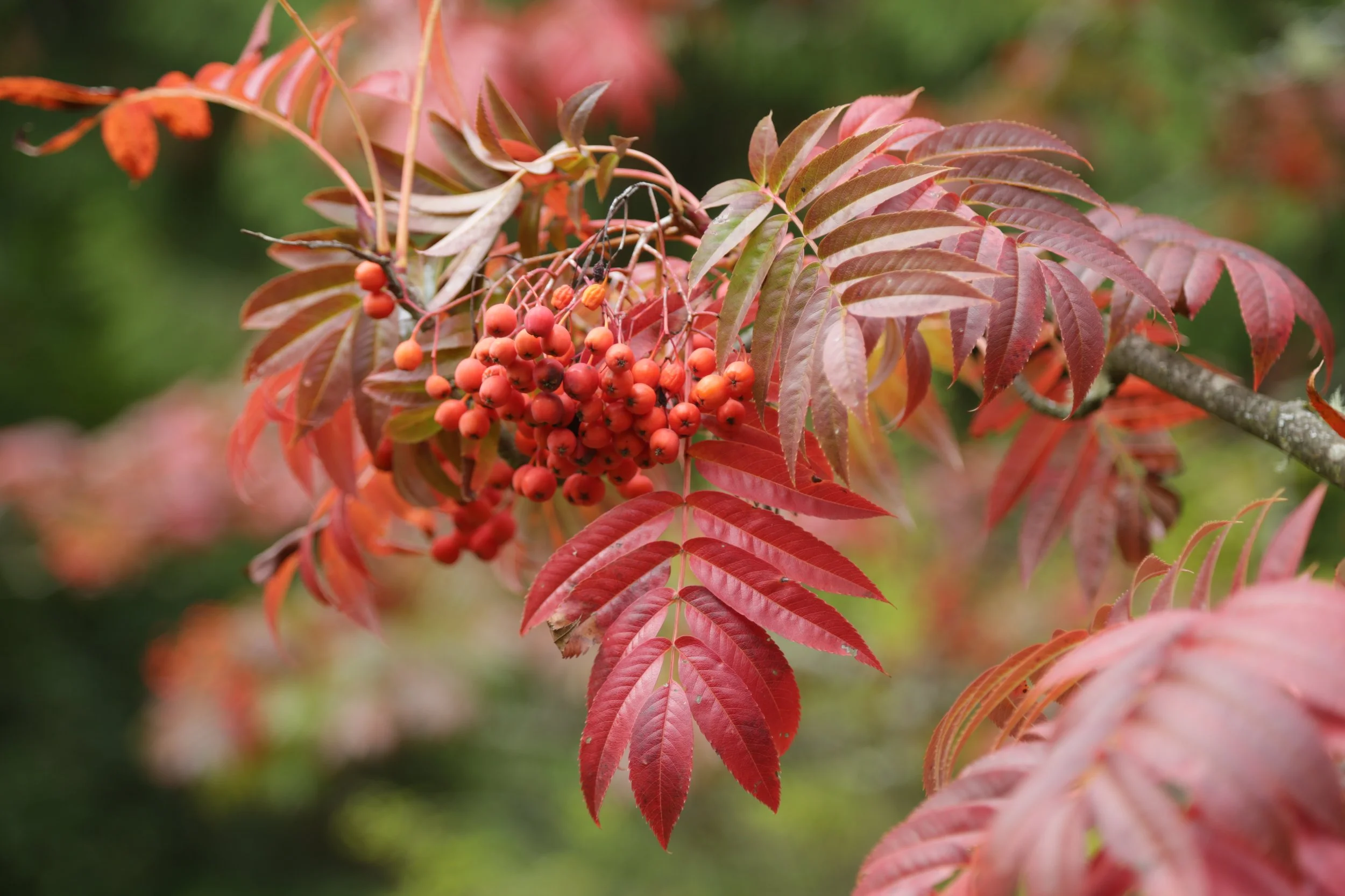 Arboretum in the Fall