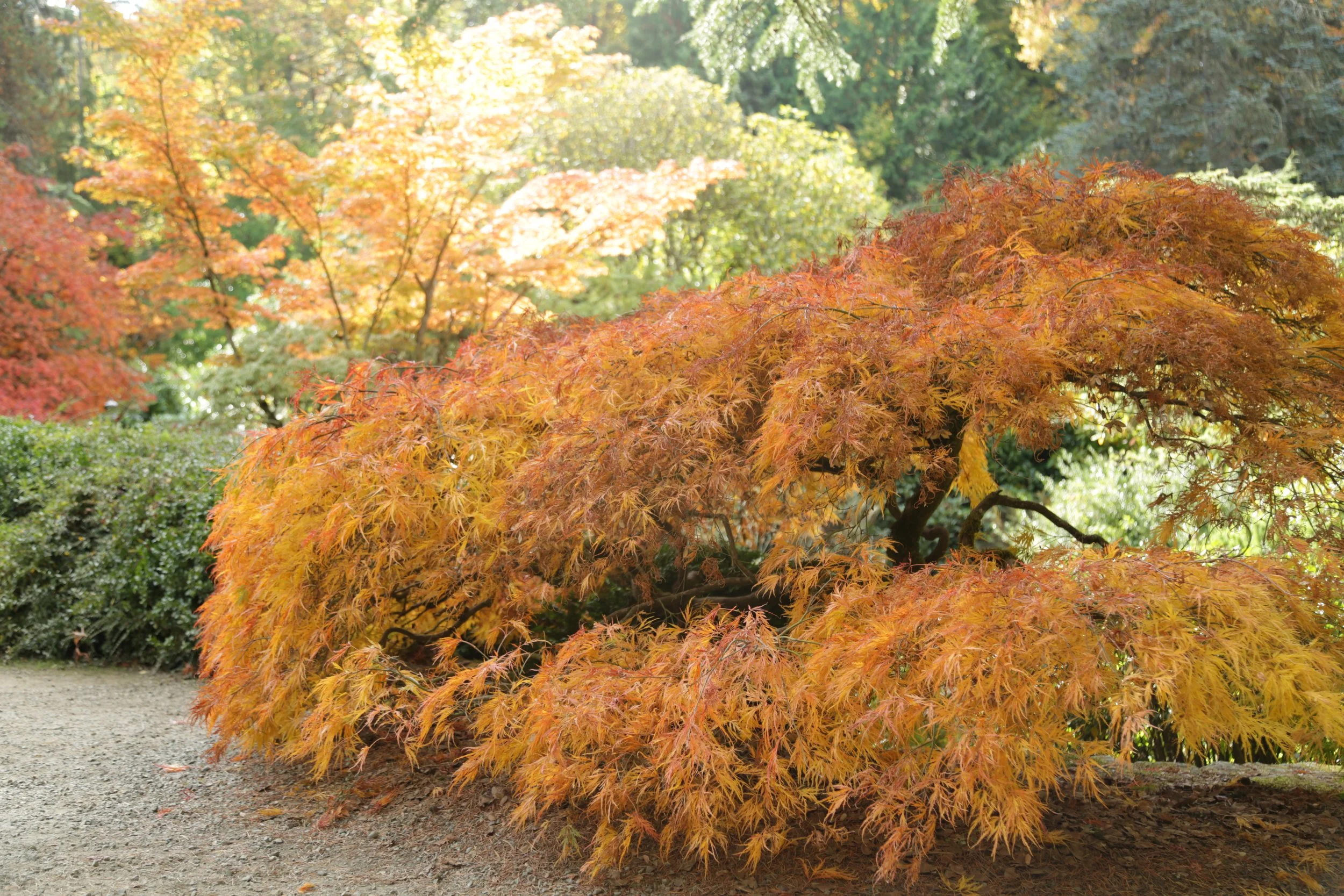 Kubota Garden in the Fall
