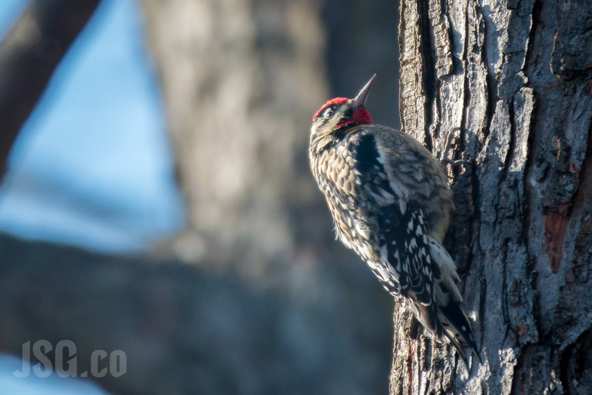 Yellow-bellied Sapsucker