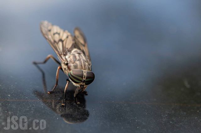I don't know why, but this #horsefly didn't seem at all afraid of me. He stuck to my wife's rear windshield until I was 6 inches from him with a giant camera and did not budge. #ThanksbutNoThanks #wildwednesday