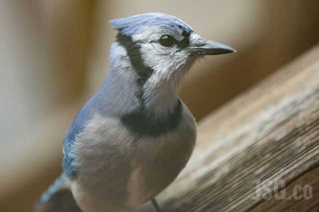 #BlueJays are really pretty birds. Granted they can be loud and annoying where directly outside your window, but pretty none the less. #wildwednesday #wildbackyard Have a pretty pesky friend outside your window? Take a picture and #wildbackyard