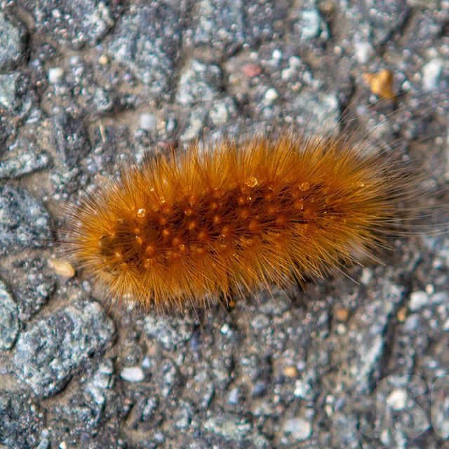 I believe this guy is a #YellowWoolyBear or just #YellowBear it comes in many different colors, but is usually only one color. This one is orange. It will eventually become a #VirginiaTigerMoth I'll see if I can grab a shot of him later on. Happy #Wi