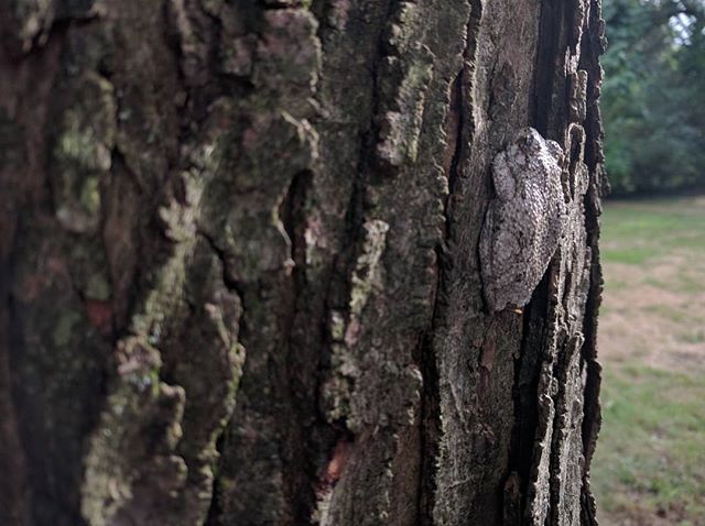 I spy with my little eye... The #GrayTreeFrog is pretty common to the eastern United States. It doesn't stop me from doing a double take when I catch it out of the corner of my eye. Wait, what was that? And he stays still like &quot;You can't see me 