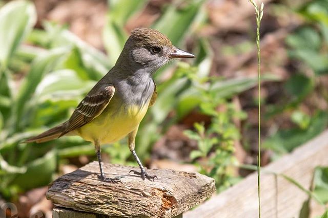 The #GreatCrestedFlycatcher is always a welcome sight in our yard. A nice pop of color #yellowbelly #wildwednesday #wildbackyard