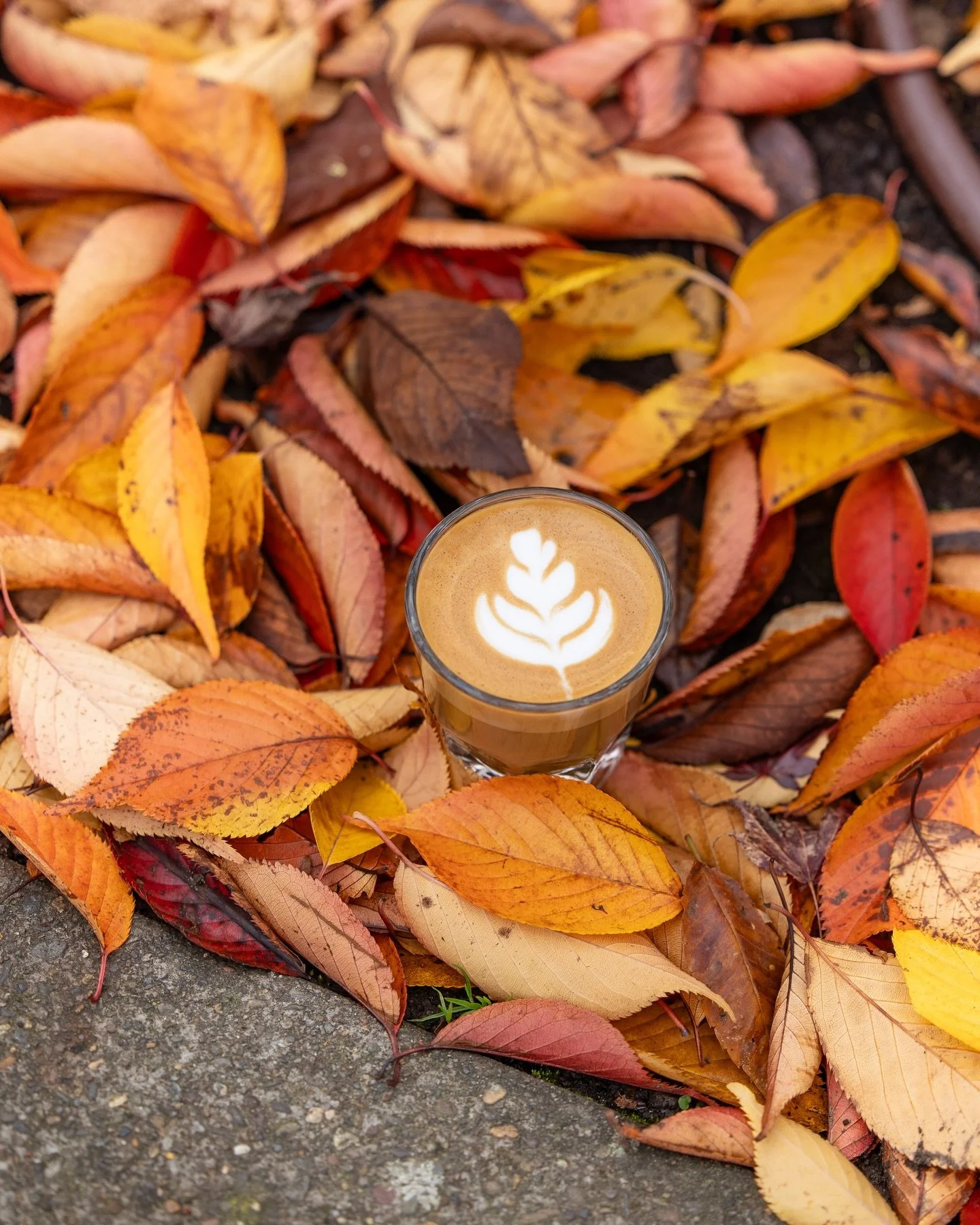 We are soaking up the fall vibes before they are gone, one cortado at a time! 🍂🍄&zwj;🟫🌻