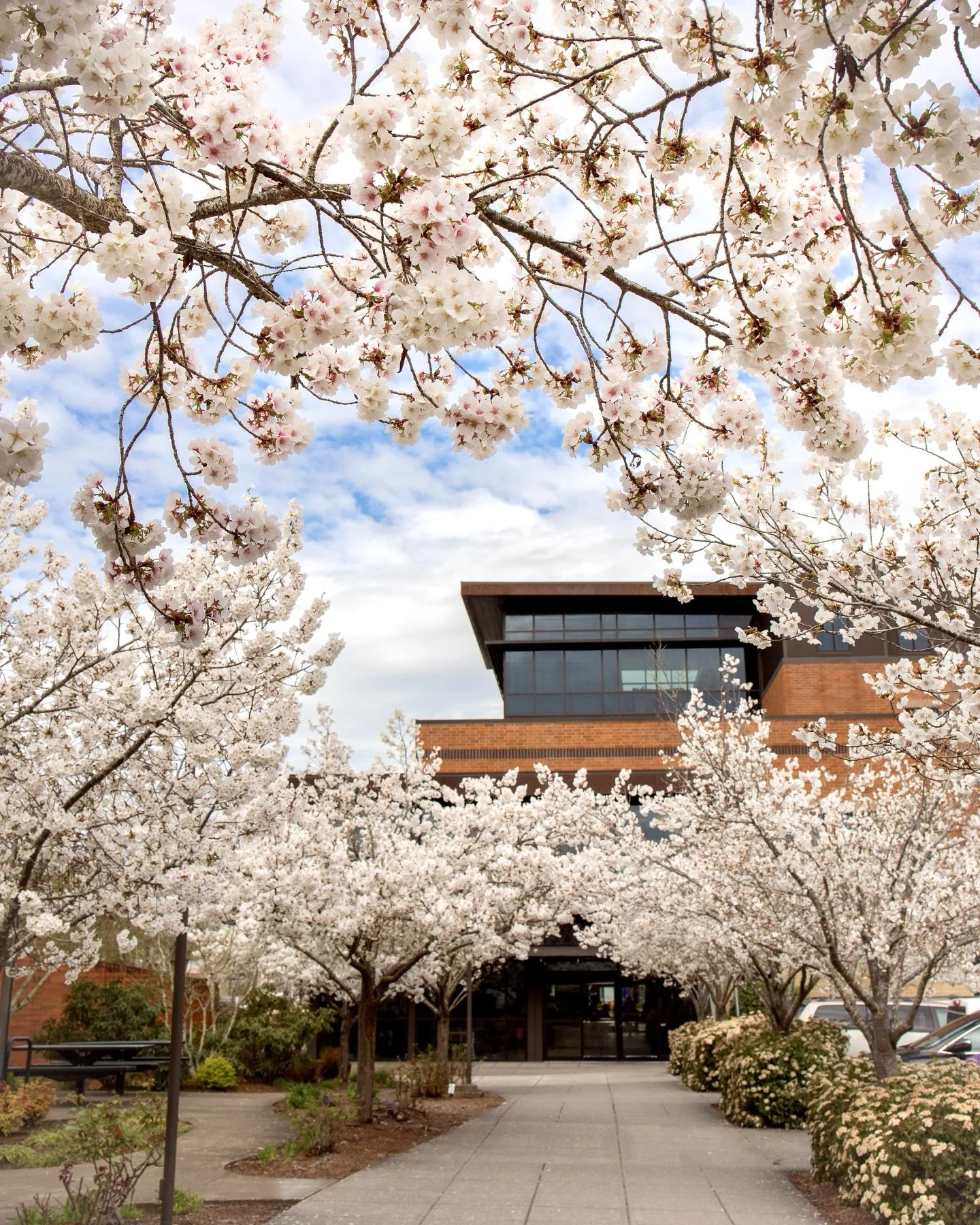 The cherry blossoms might be gone but our cherry almond syrup sure isn&rsquo;t! 🍒🌸 Listen to the cherry blossoms. Try the Cherry Roulette this spring before it too, goes away 😜.