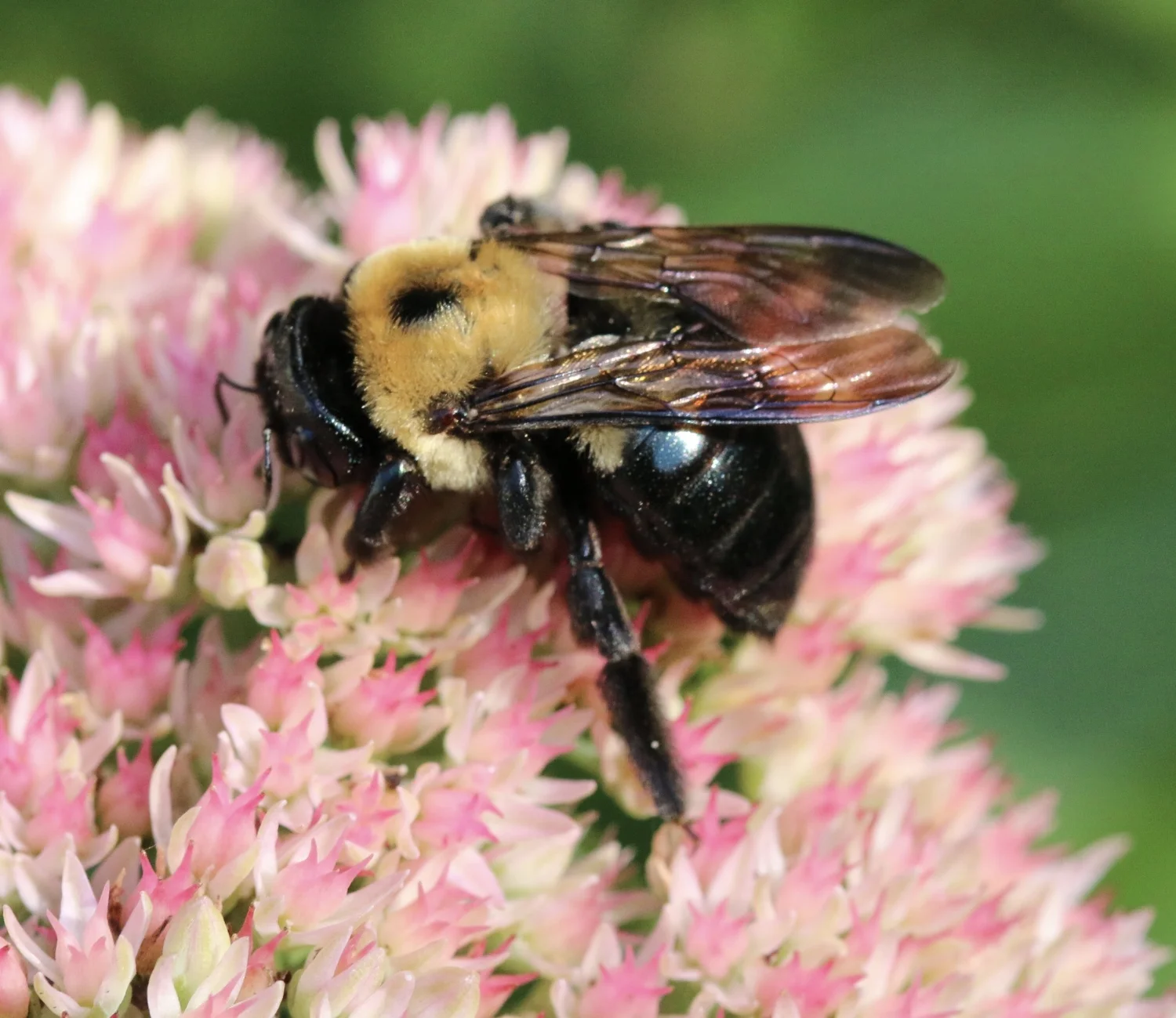 Michigan Master Gardener Association, Inc.