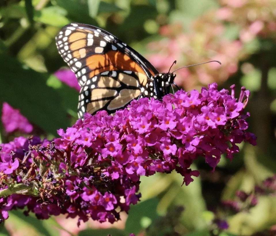 BD5C5284-87DC-4D79-AFF4-3927F855CAAF_1_105_c.jpeg