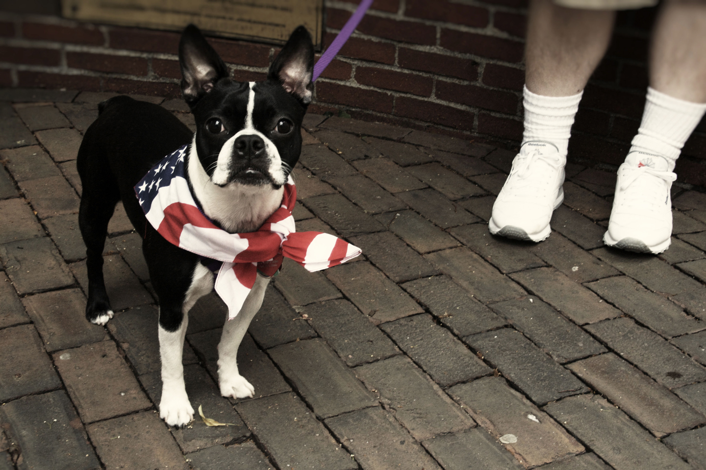 July4dog a.jpg