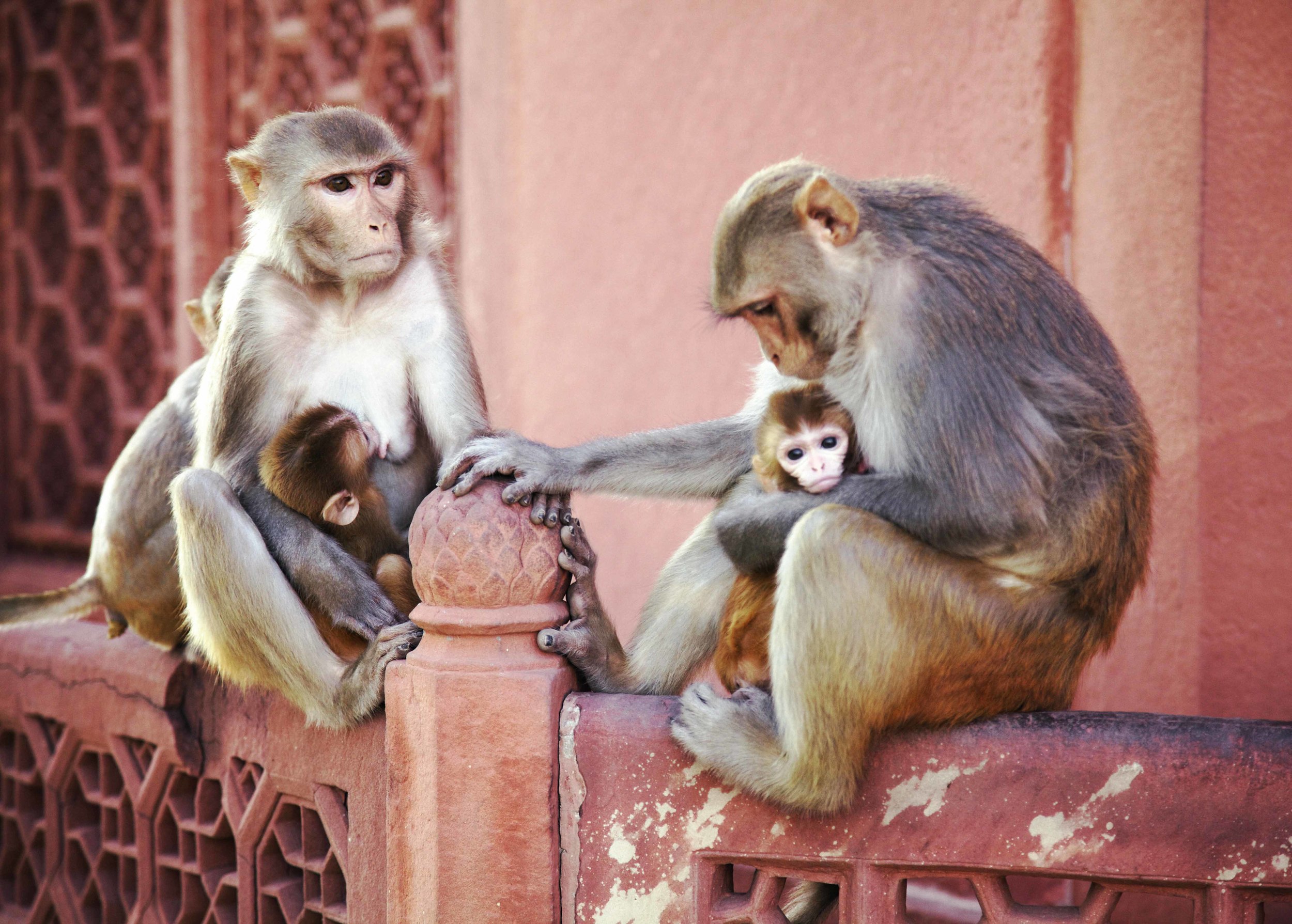 monkey family62.jpg