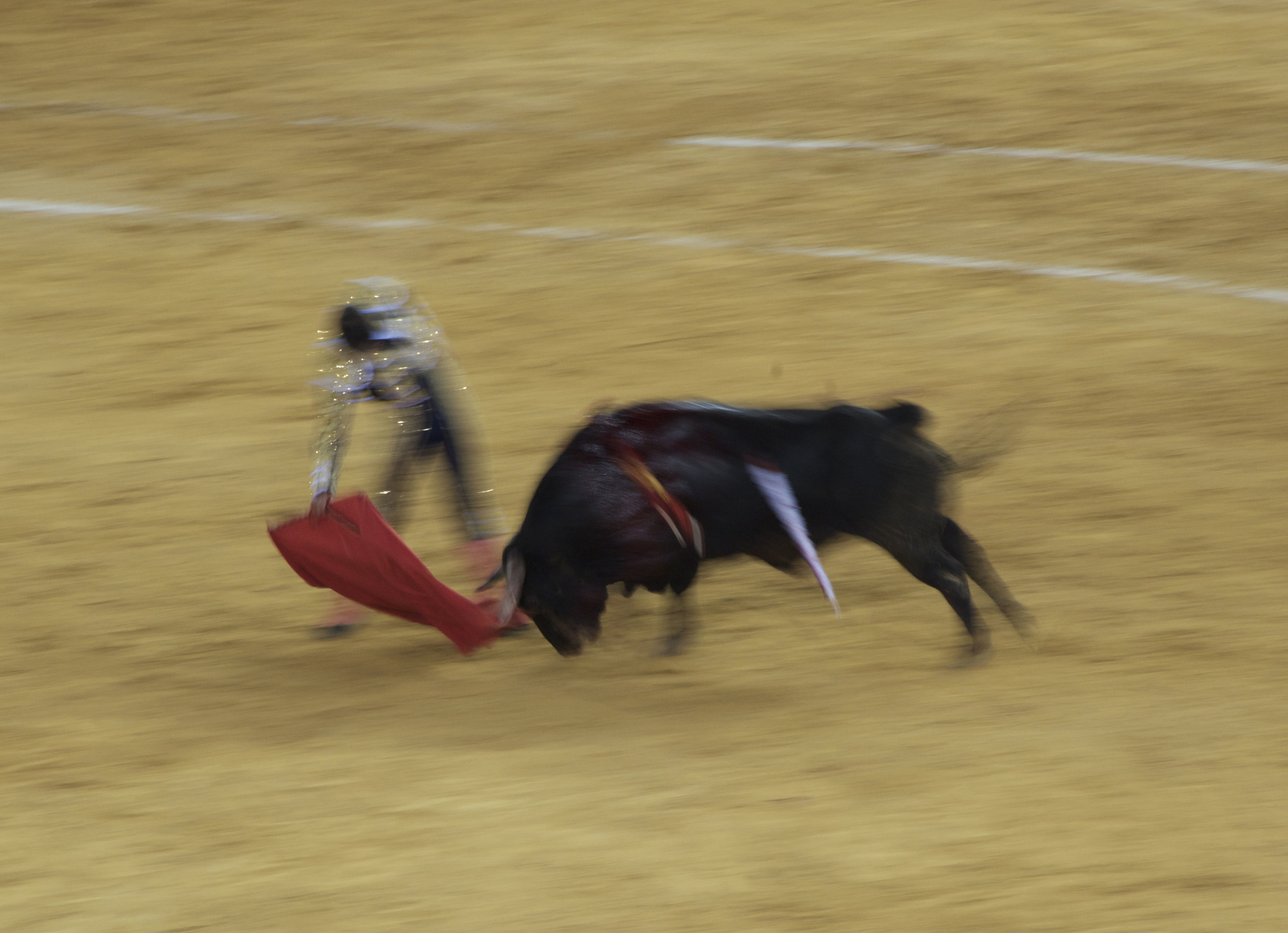 nikon bullfight 9 copy.jpg