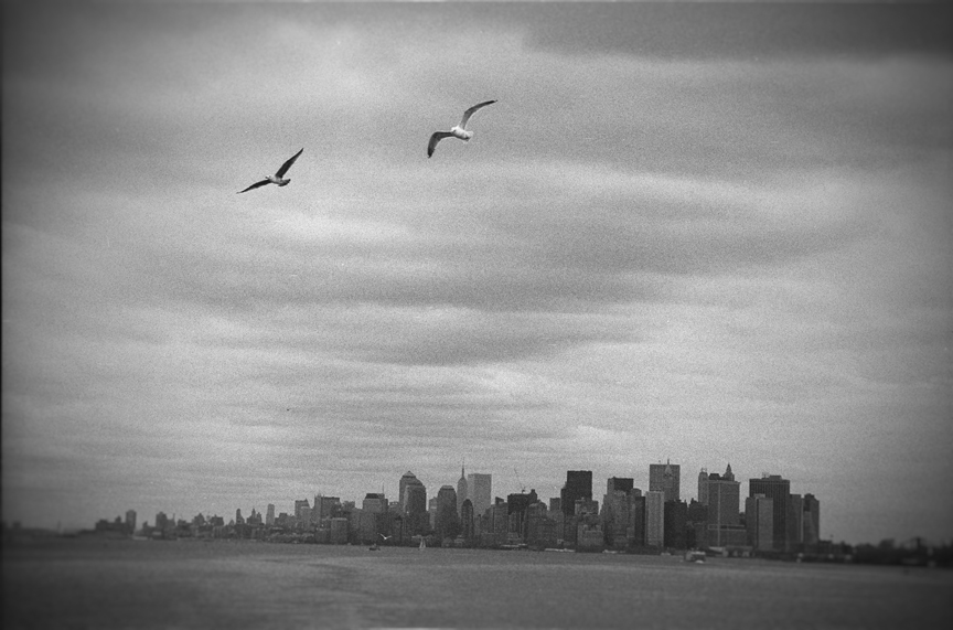 NYCand Gulls.jpg