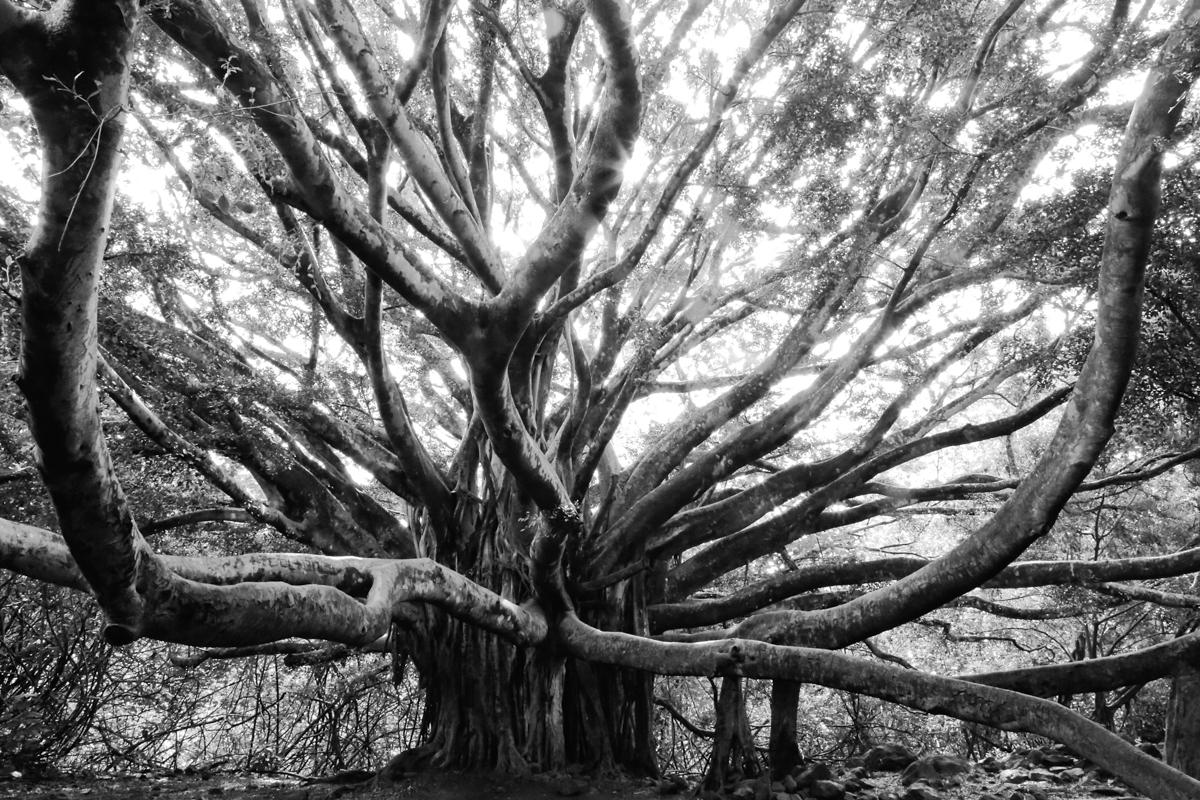 Banyan 6156 BW.jpg