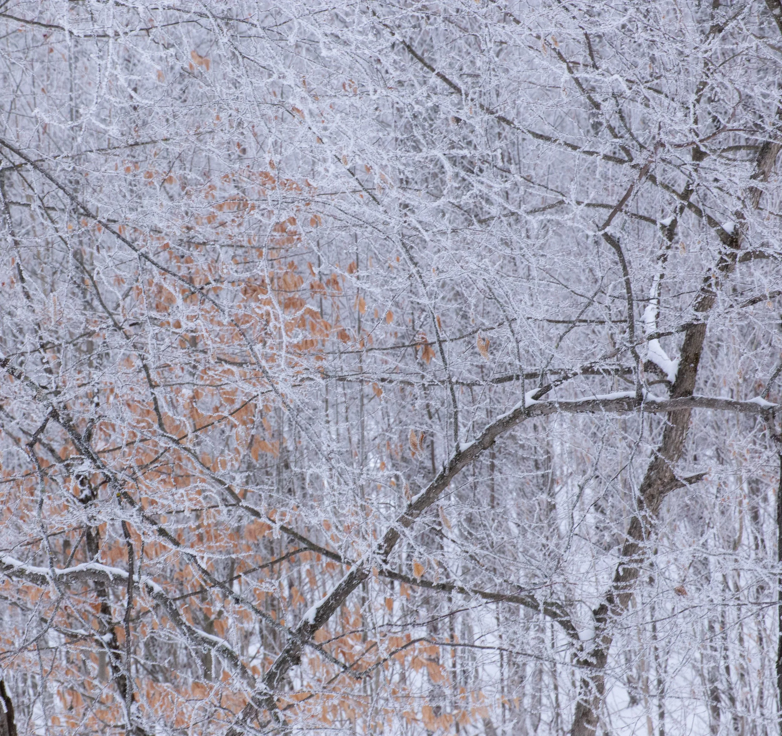 Winter Trees 5 square JPEG.jpg
