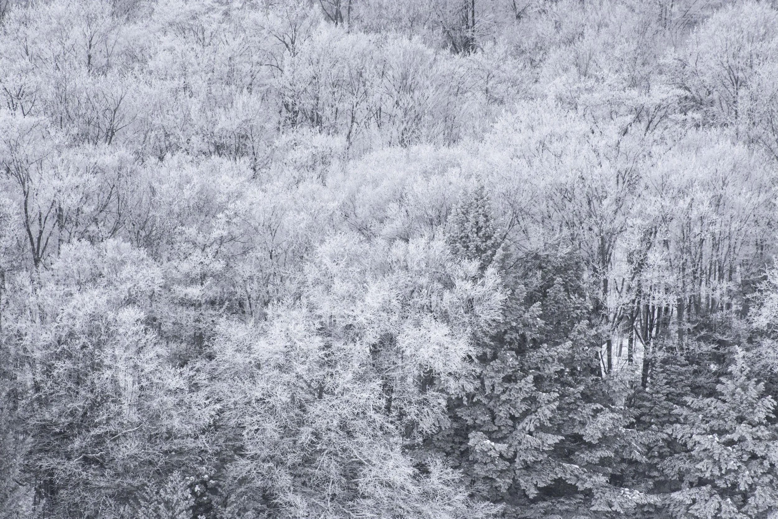 Winter Trees 6 JPEG.jpg