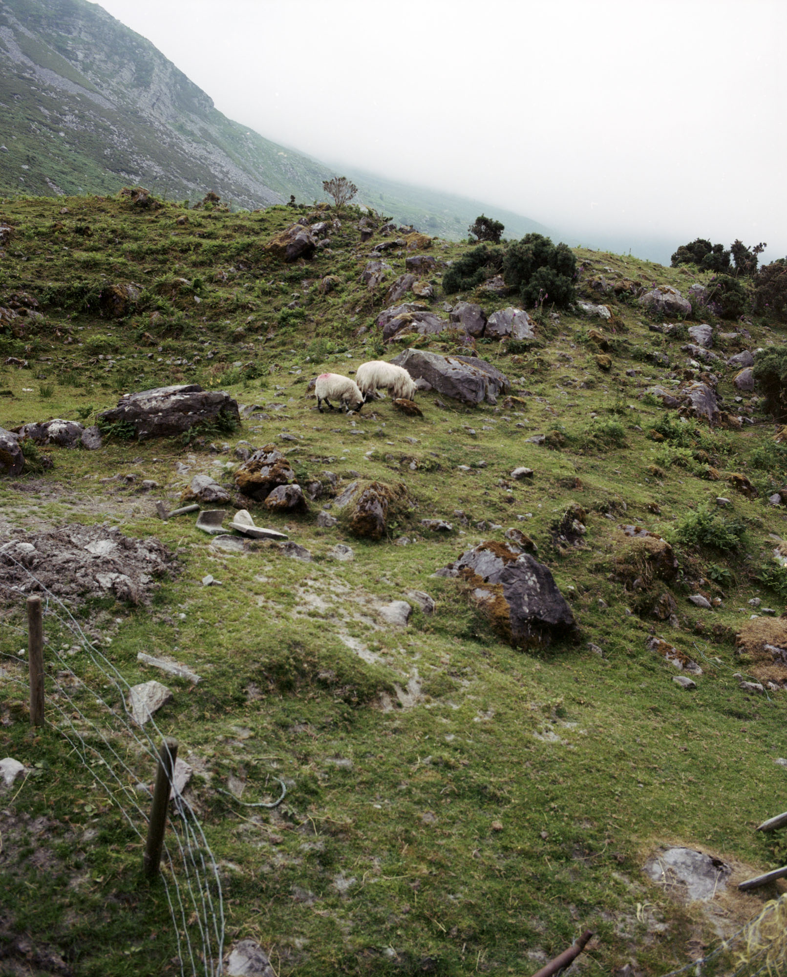 sheepGapDunloe2.jpg