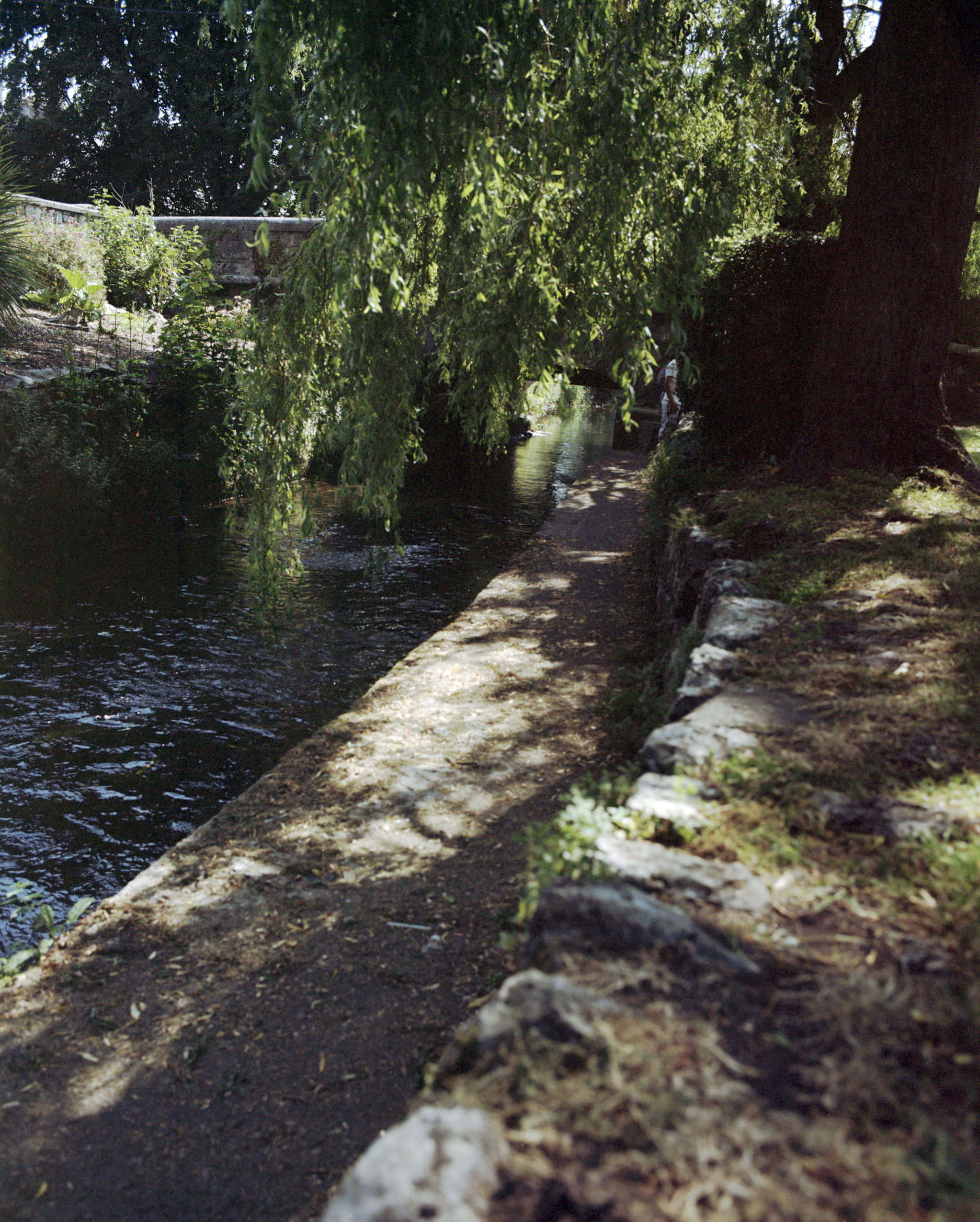 shadyrivertrees.jpg