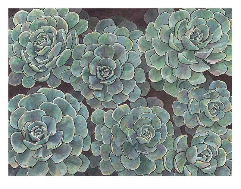 echeveria_800w.jpg