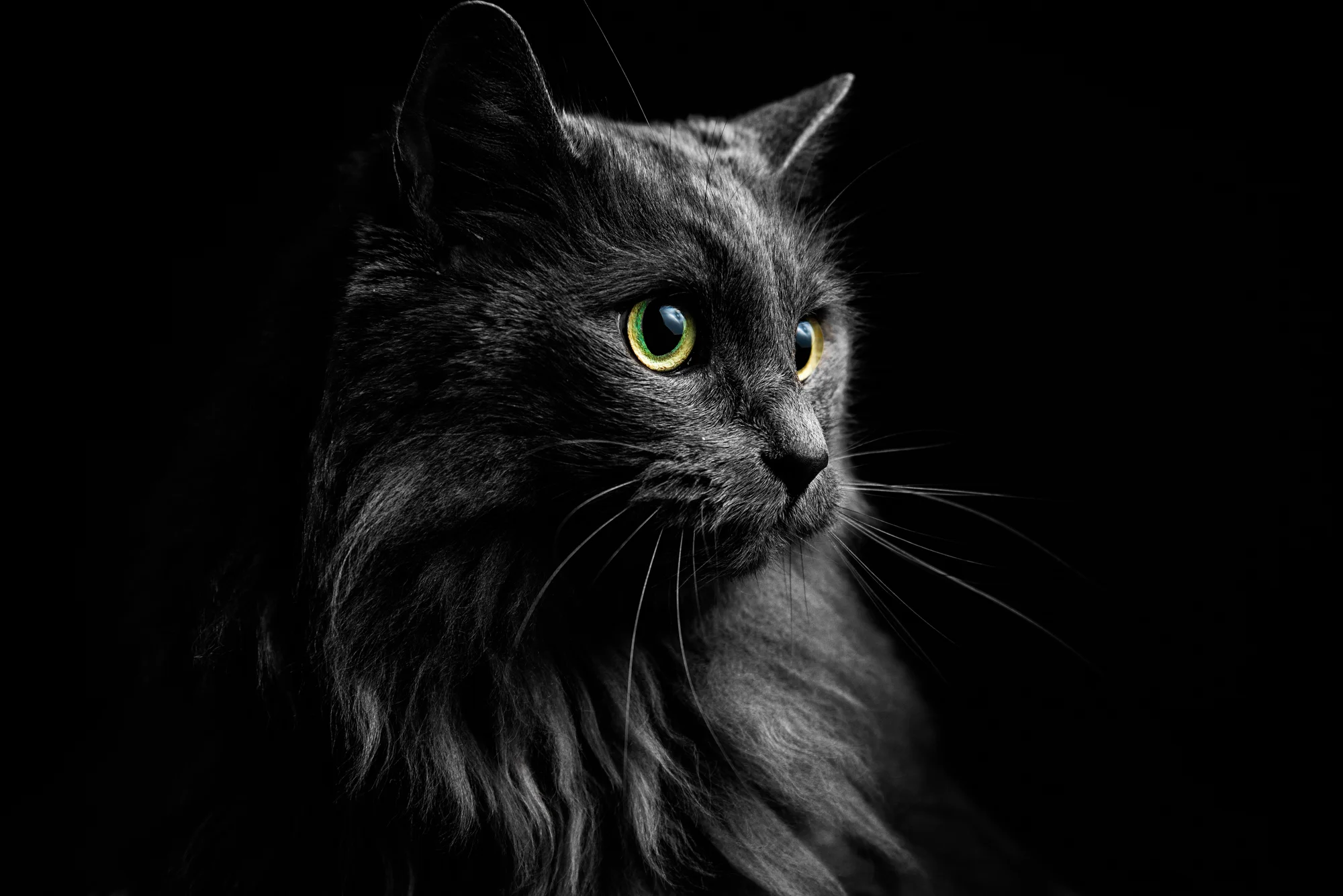 Fluffy-2.jpg