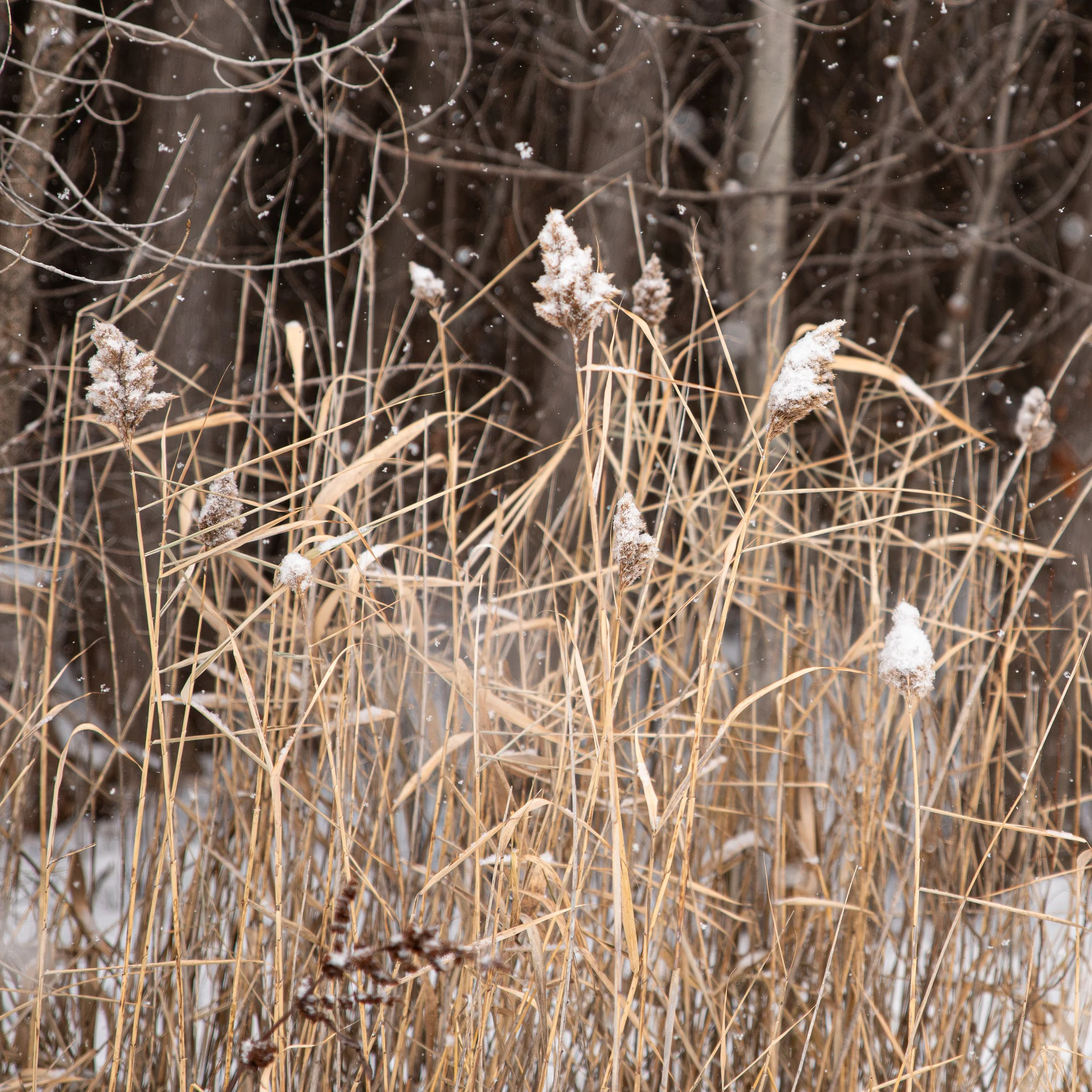 Shooting Photography With Intention