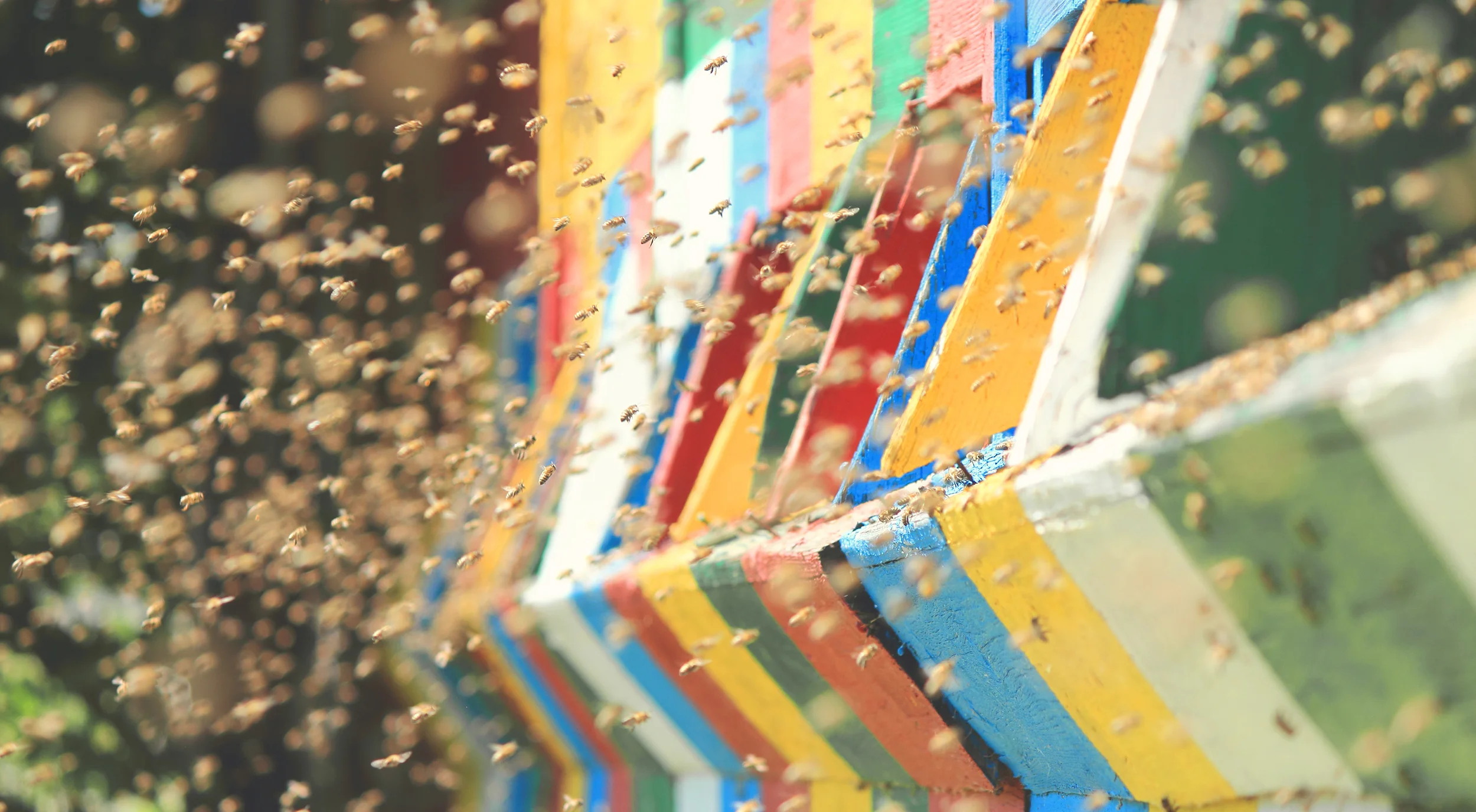 bees.jpg