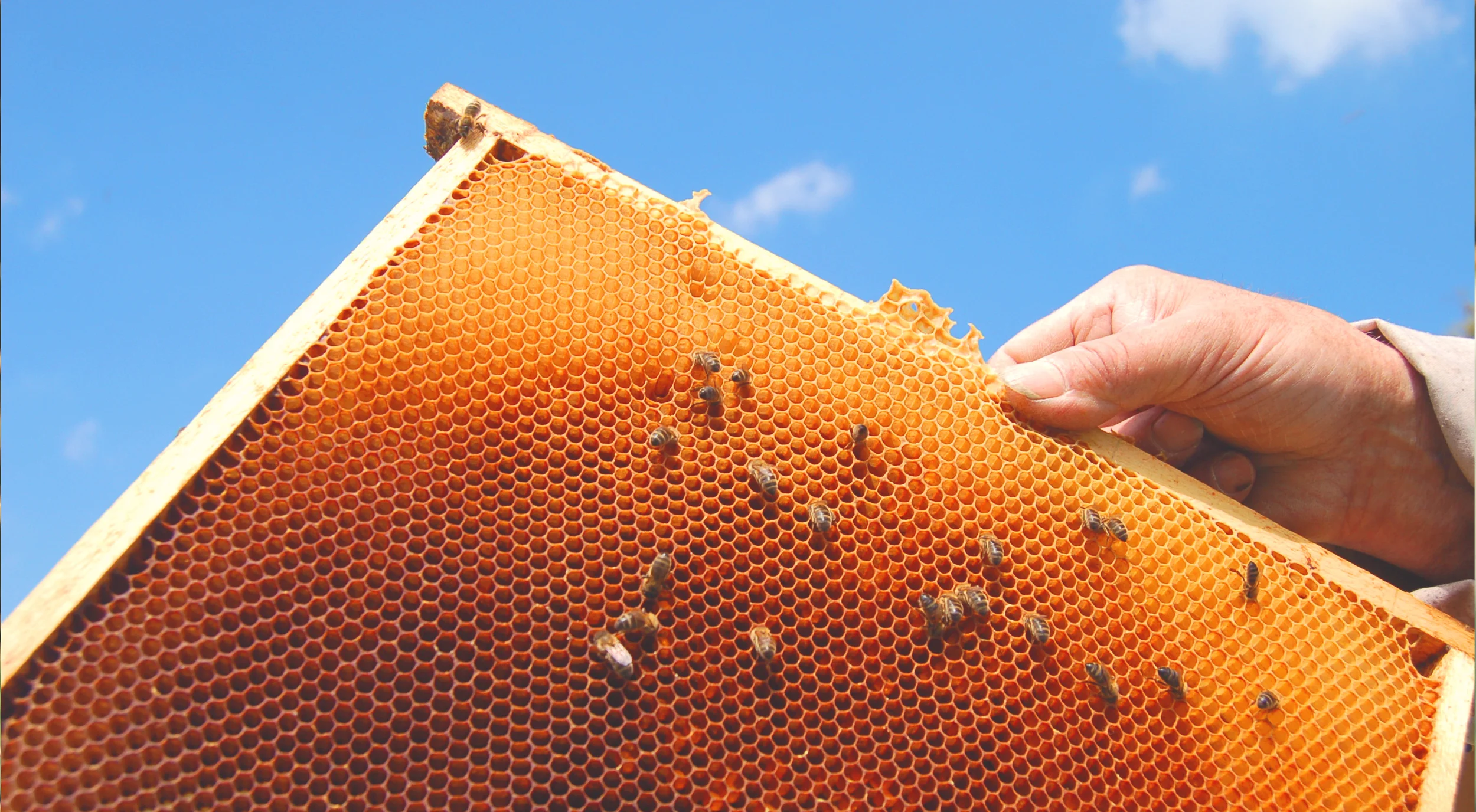 Bees on a honeycomb Frame
