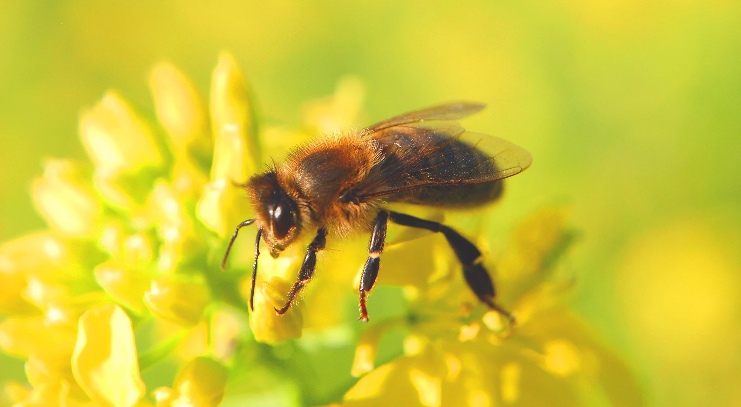 Honey bee on a flower