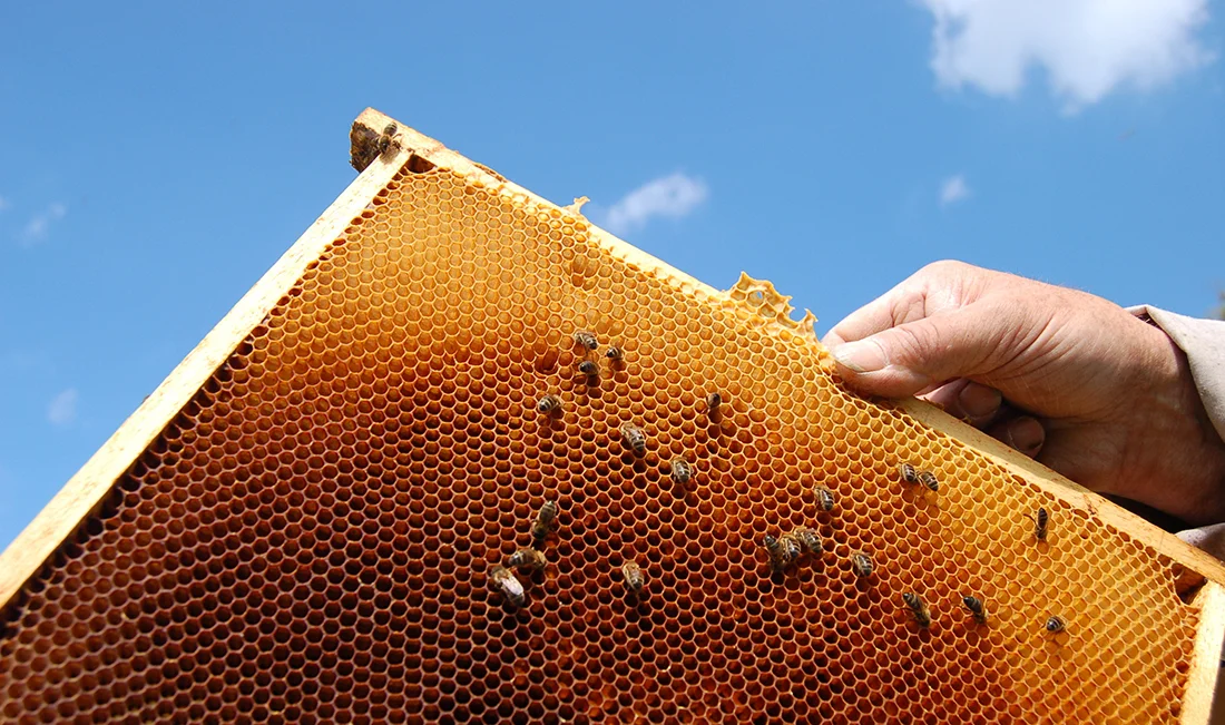 Colony Collapse Disorder (CCD)