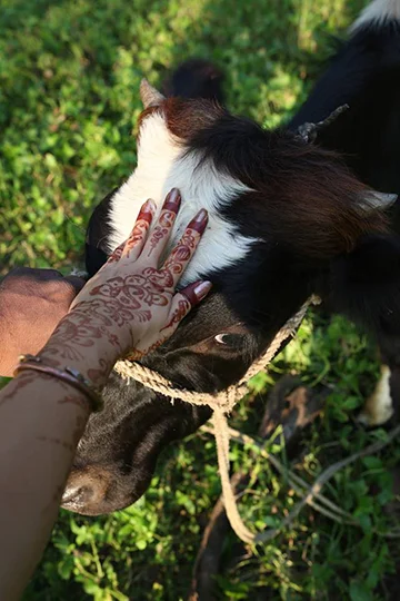 indian-cow.jpg