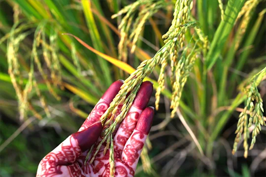 indian-rice-henna.jpg