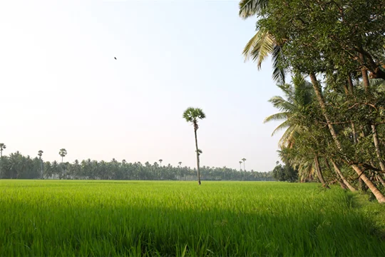 achanta-rice-paddy-2.jpg