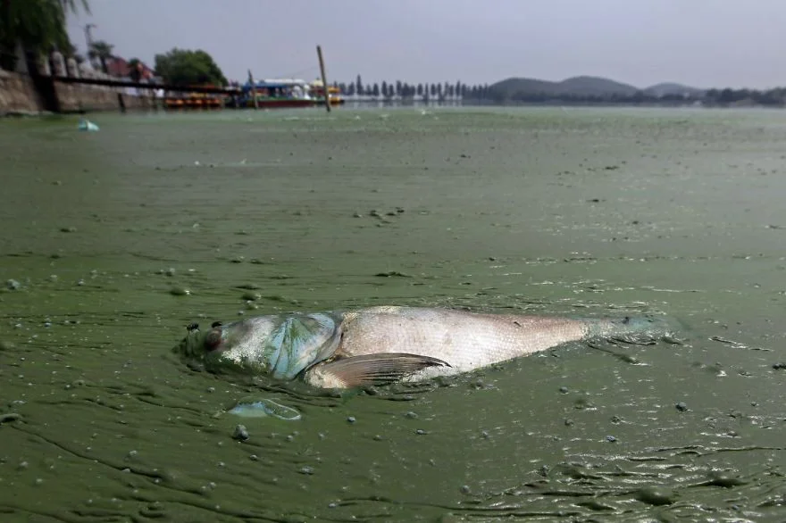 Peces muertos en el agua rica en algas del lago East, Wuhan. Foto: Reuters