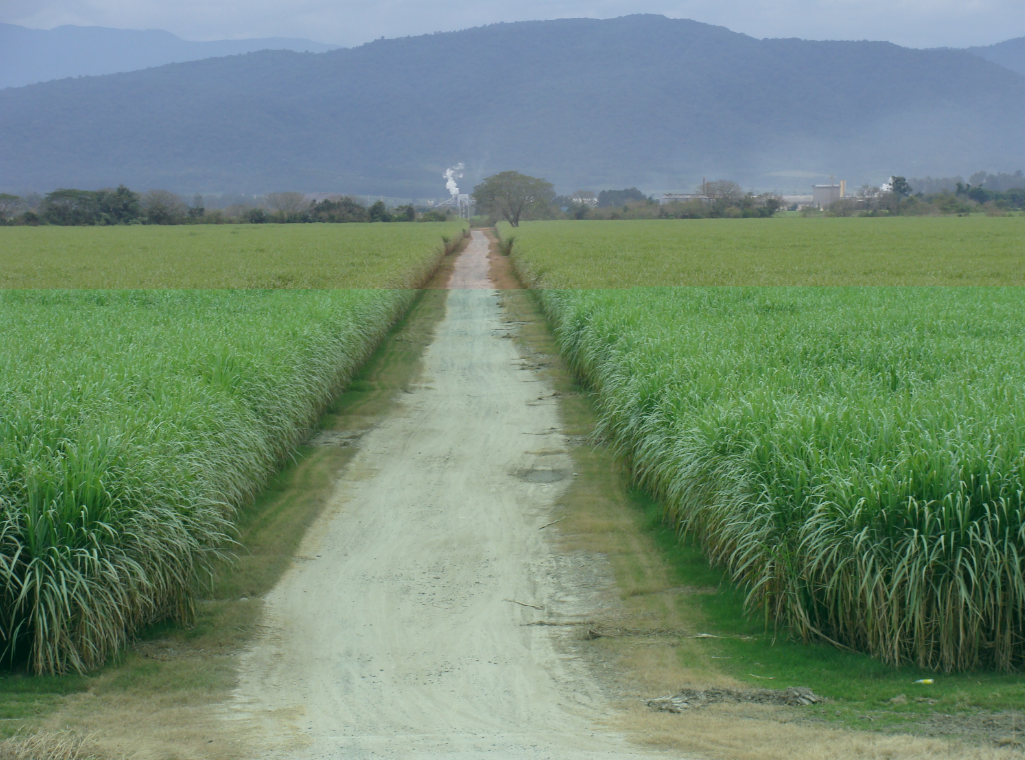Campos de cultivo de caña de azúcar