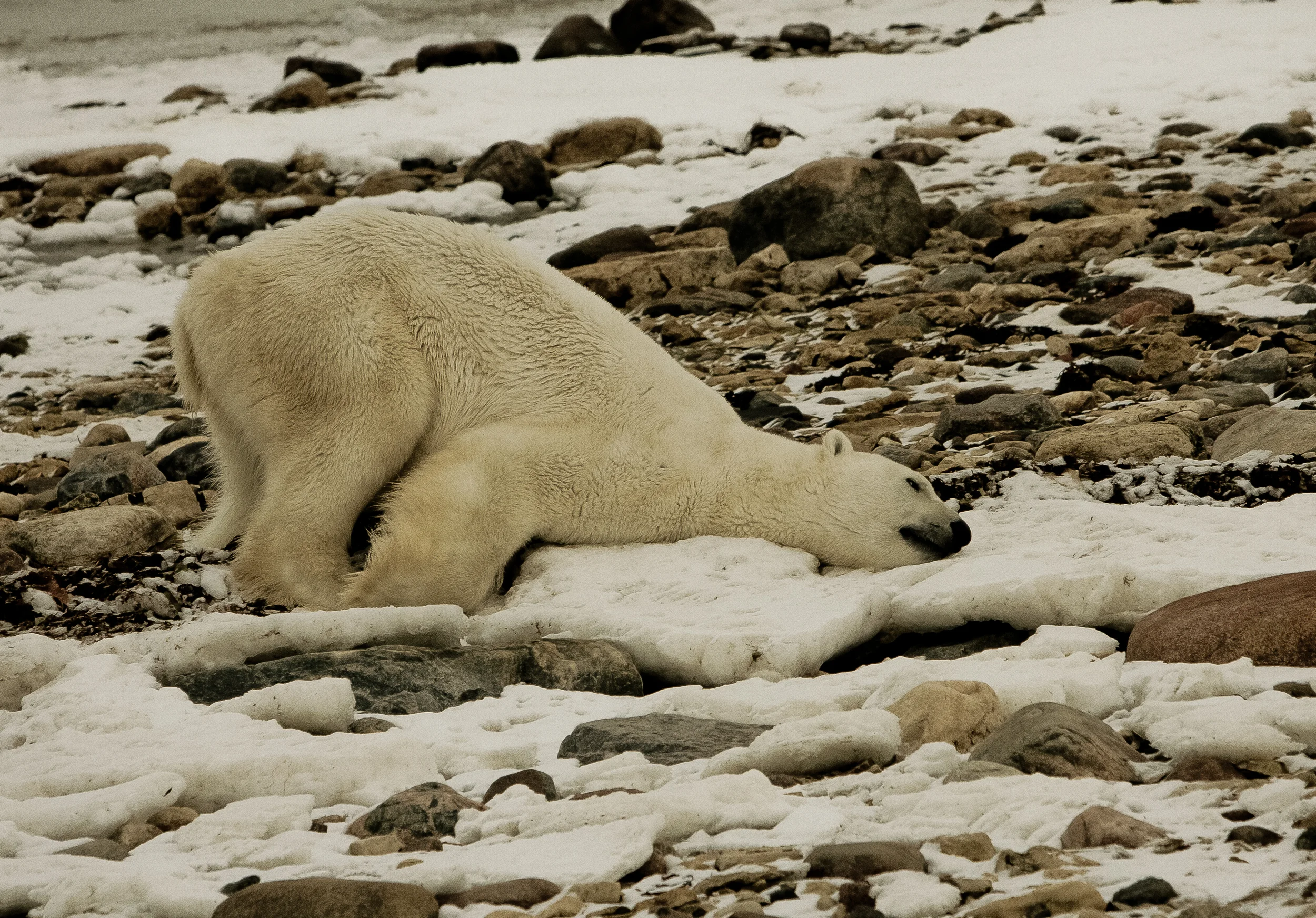Polar_Quest-393.jpg