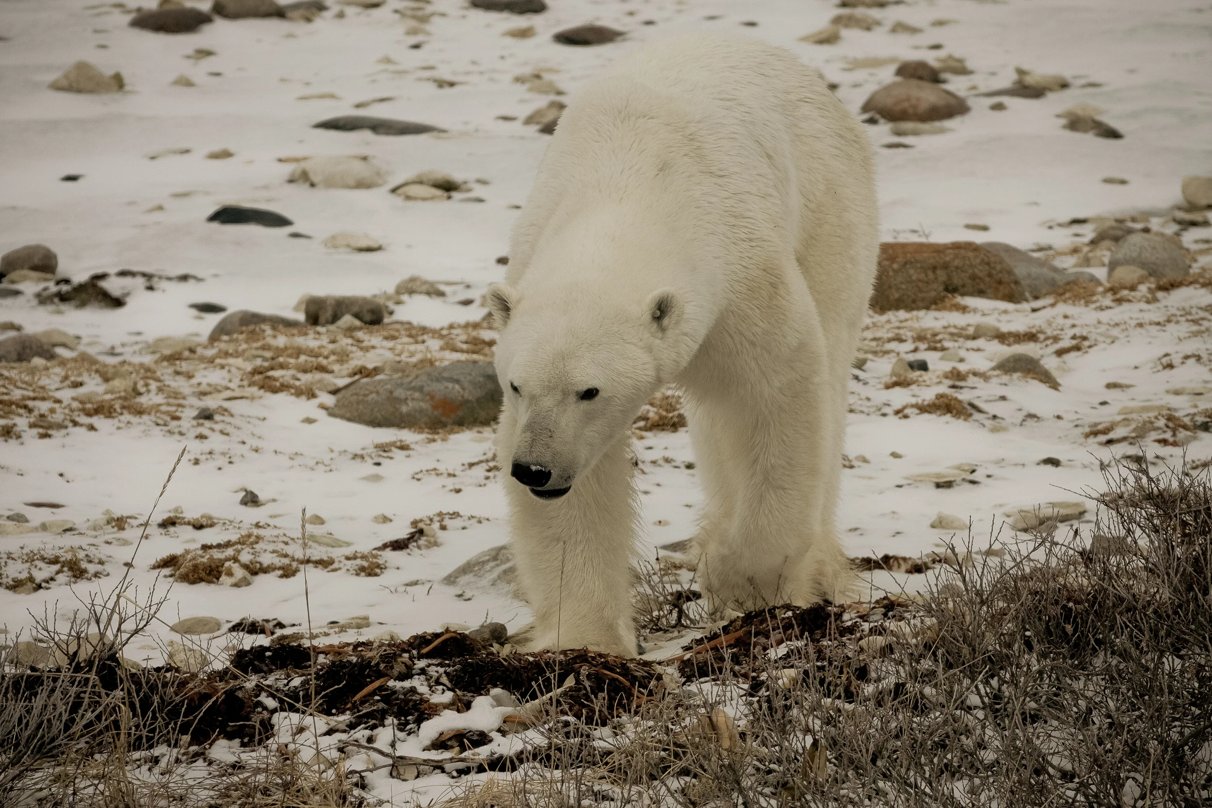Polar_Quest-516.jpg