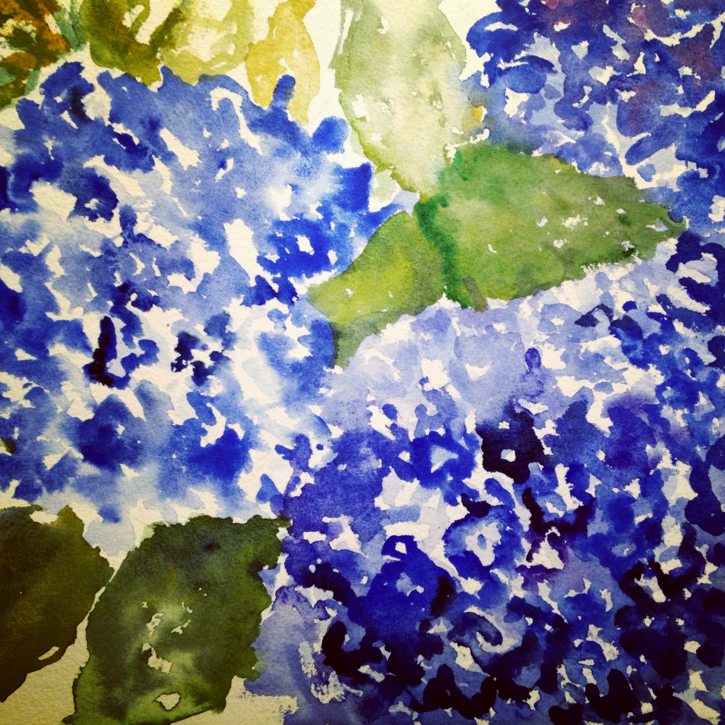 Marissa's Hydrangeas