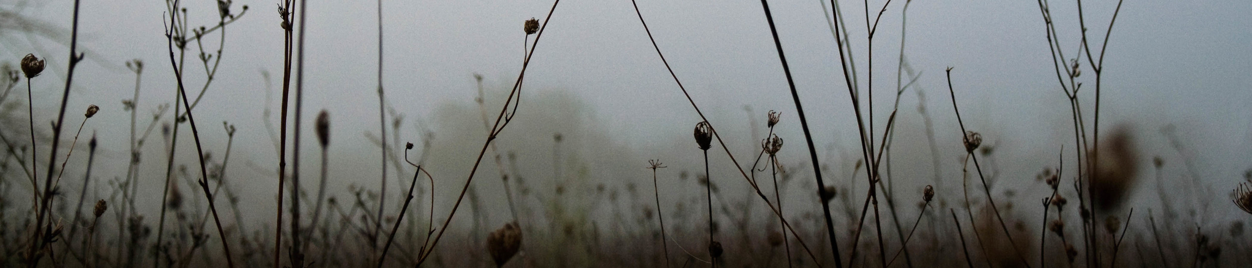 twigs_v2.jpg