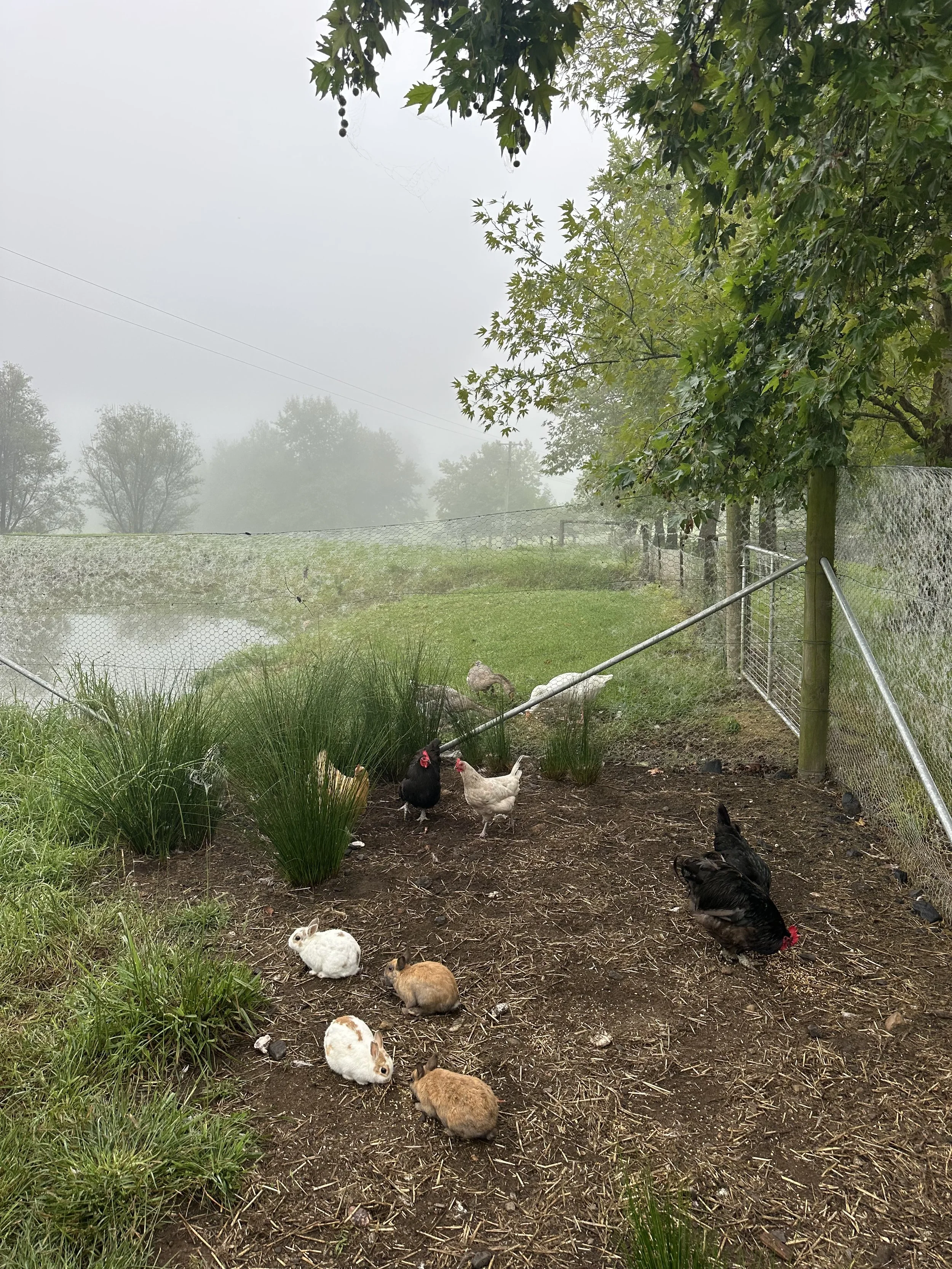 IMG_1633 (1).jpeg